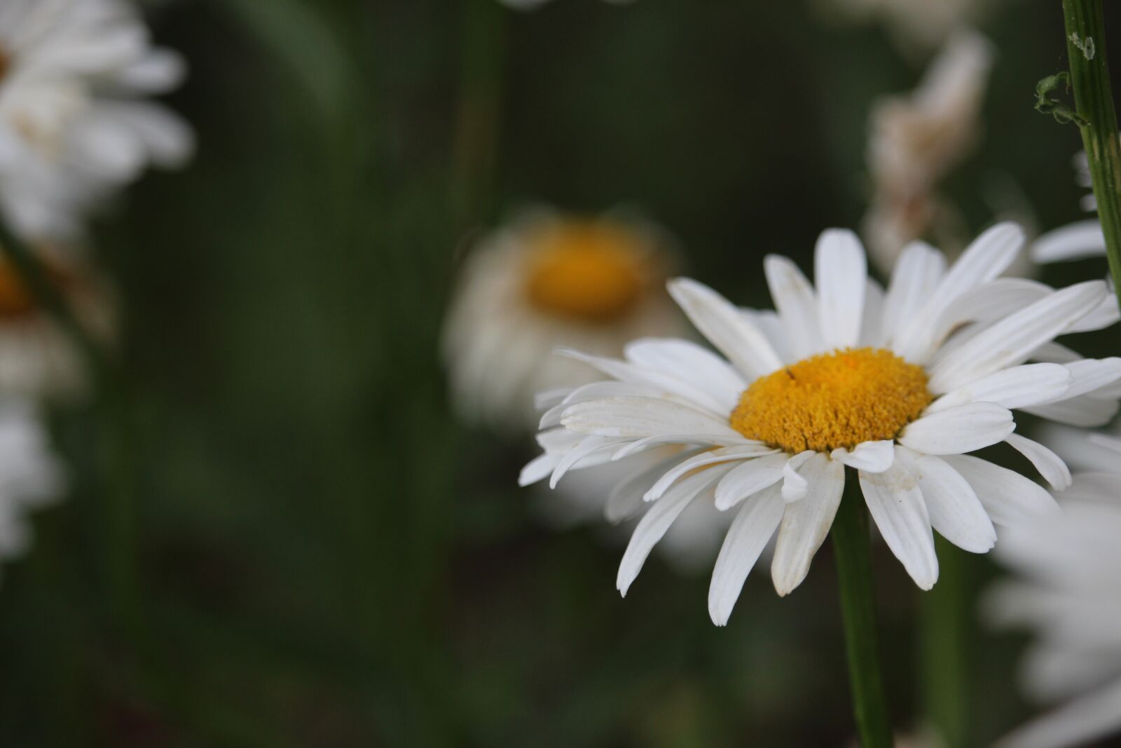 Canon EOS 700D (EOS Rebel T5i / EOS Kiss X7i) + Canon EF-S 55-250mm F4-5.6 IS STM sample photo. Daisy, white, flowers photography