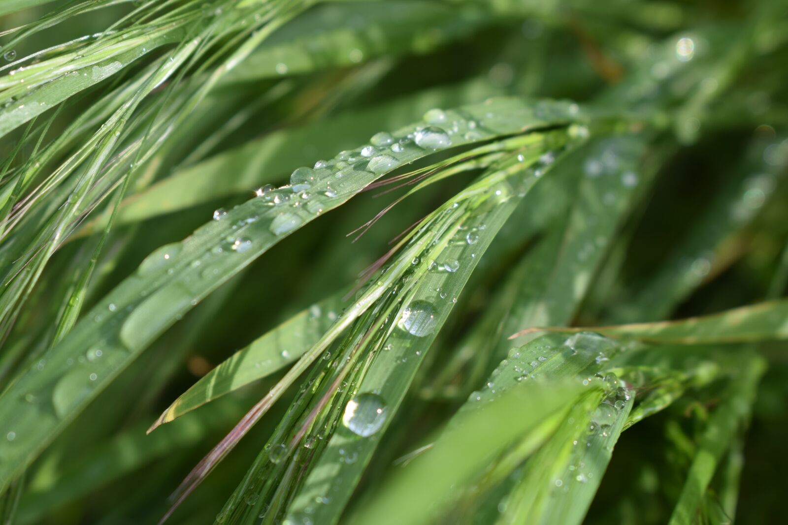 Nikon D3300 sample photo. Nature, wheat, drop of photography