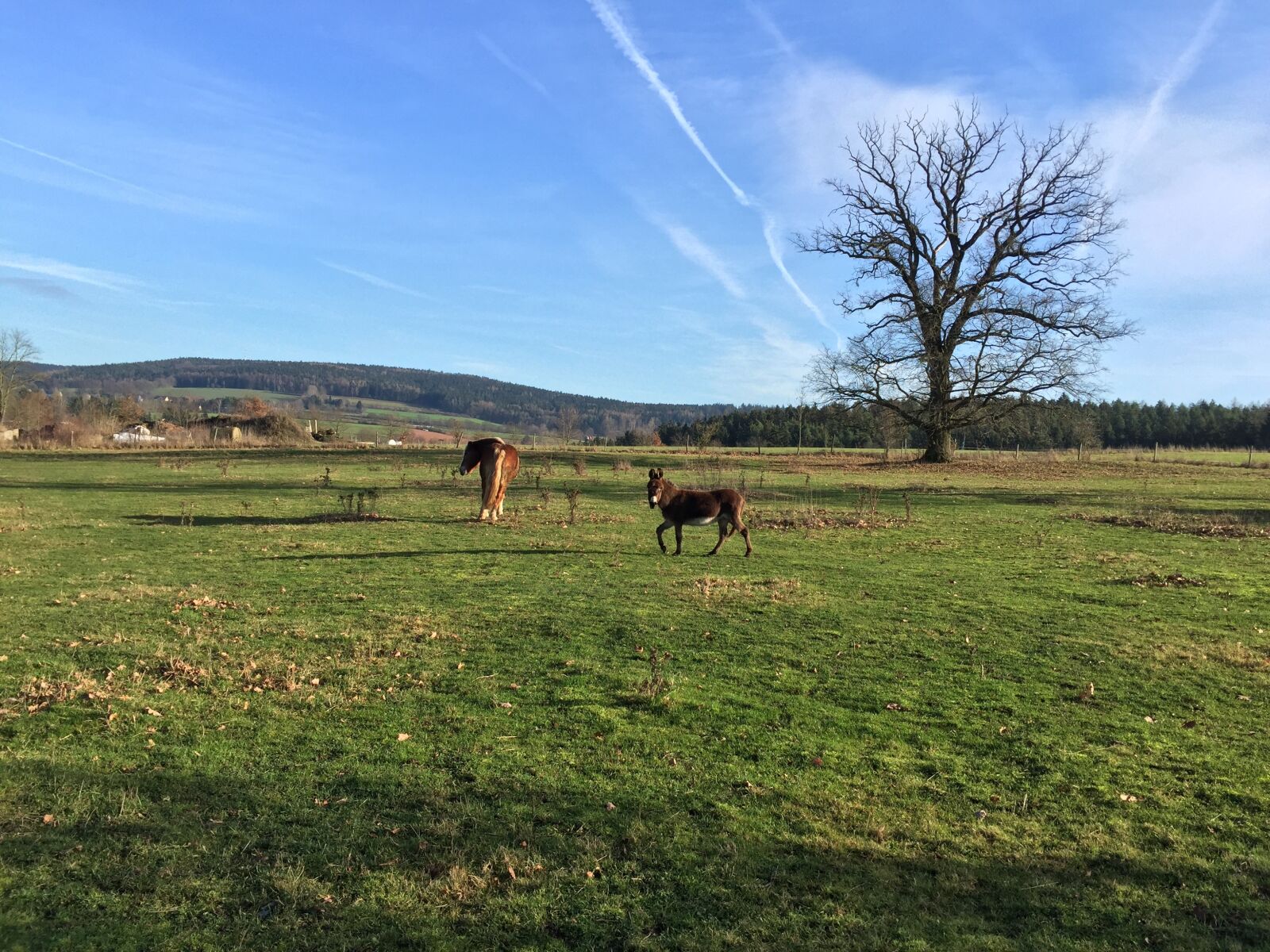 Apple iPhone 6 sample photo. Pasture, coupling, horse photography