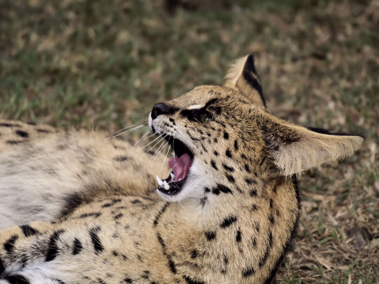 Olympus E-400 (EVOLT E-400) sample photo. Wildcat, dangerous, teeth photography