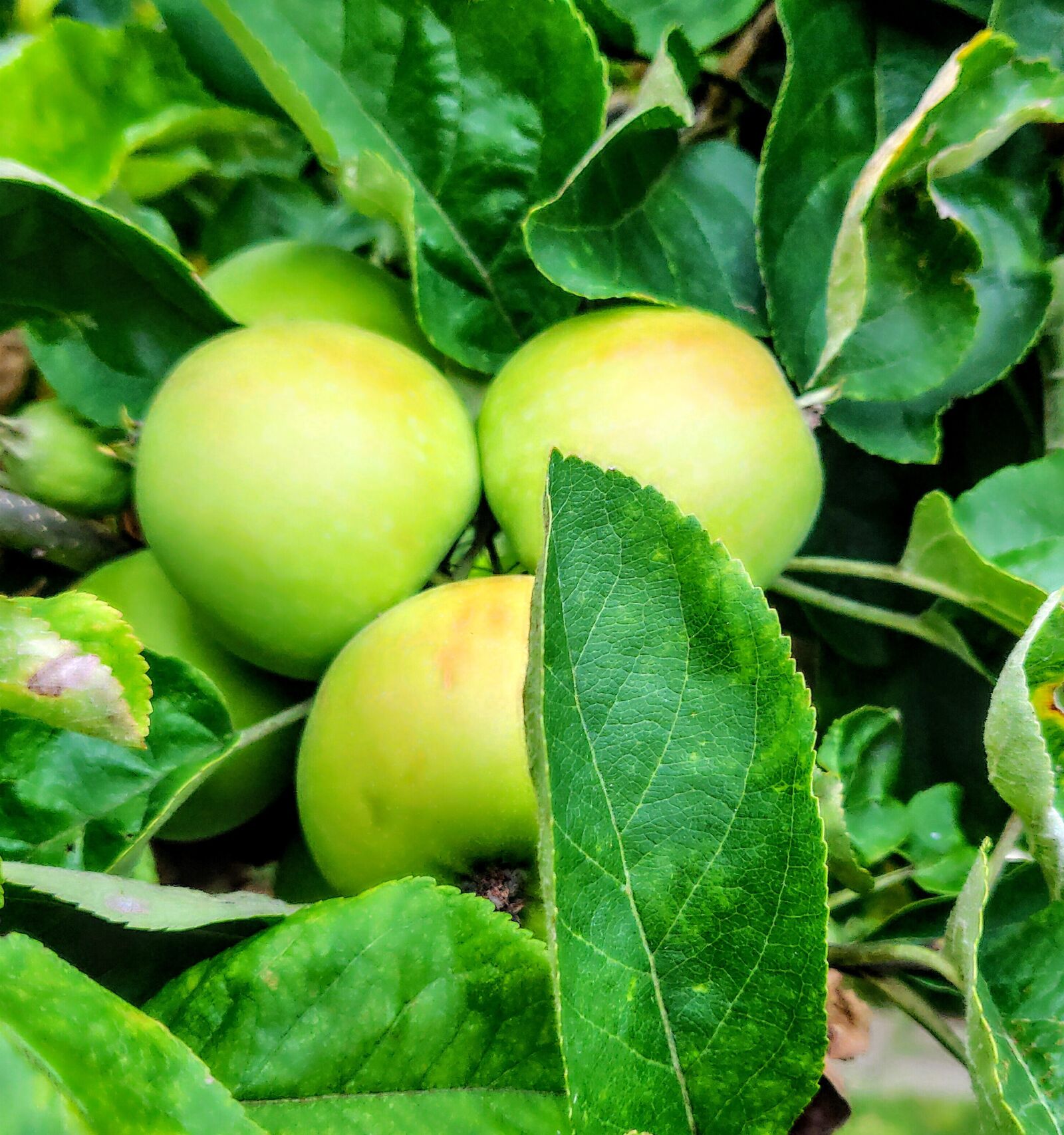 OnePlus 6T sample photo. Apple, apple tree, fruit photography