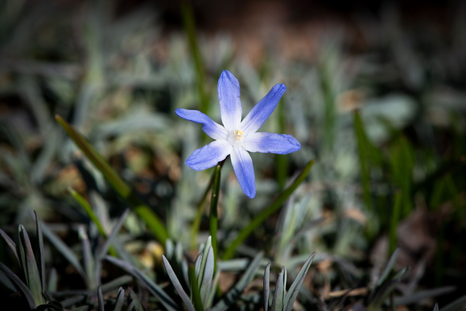 Nikon D750 sample photo. Flower, blossom, bloom photography