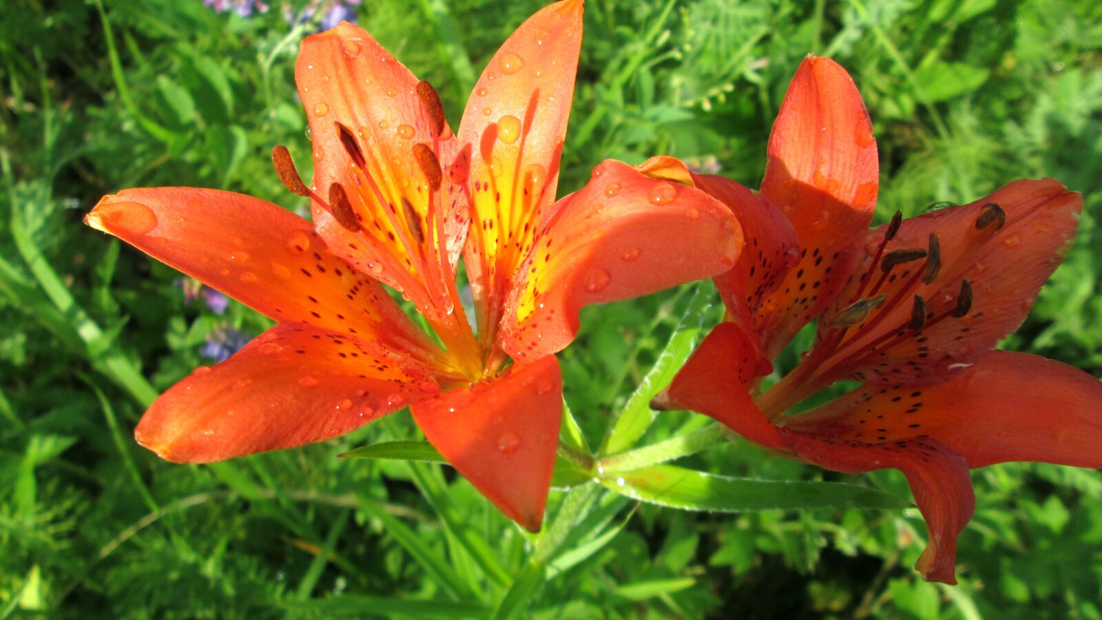 Canon PowerShot A2300 sample photo. Nature, summer, forest photography