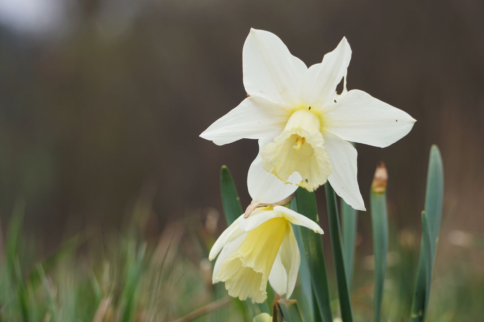 Sony E 55-210mm F4.5-6.3 OSS sample photo. Close up, flower, white photography