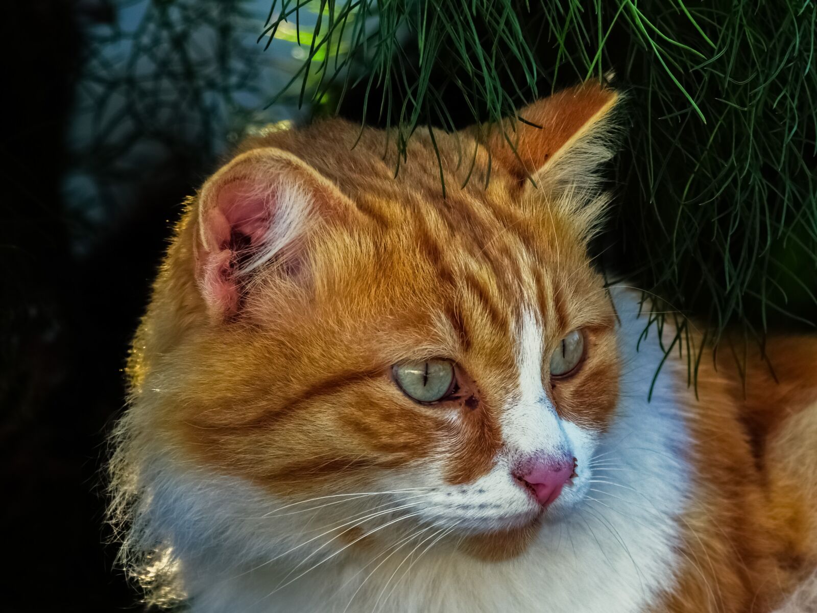 Nikon D3300 sample photo. Cat, stray, animal photography