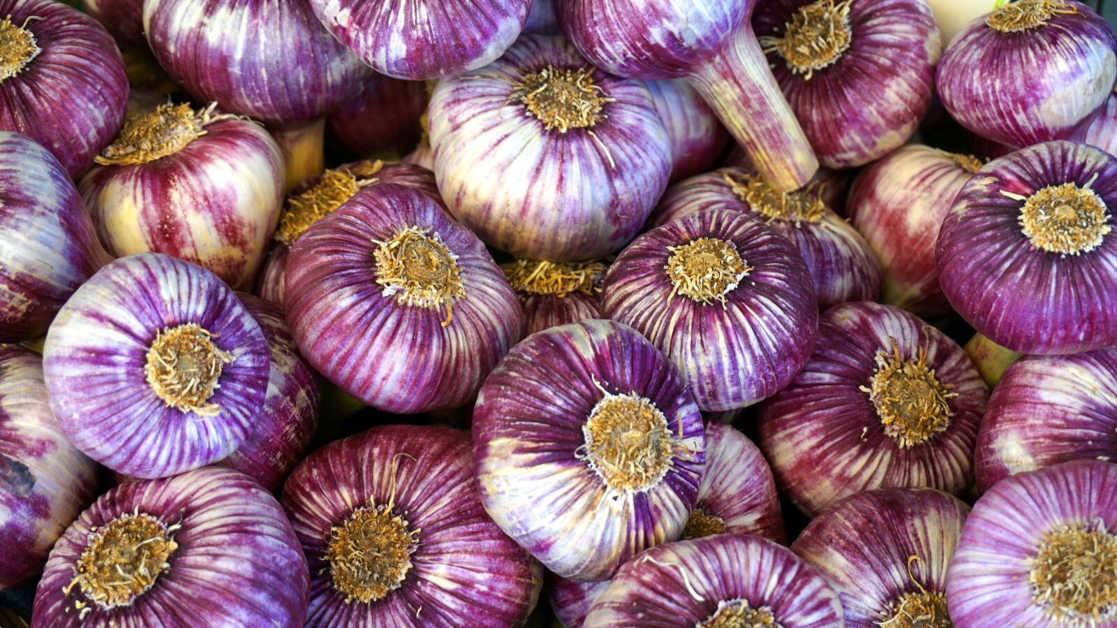 Sony Alpha a5000 (ILCE 5000) sample photo. Garlic, tubers, spice photography