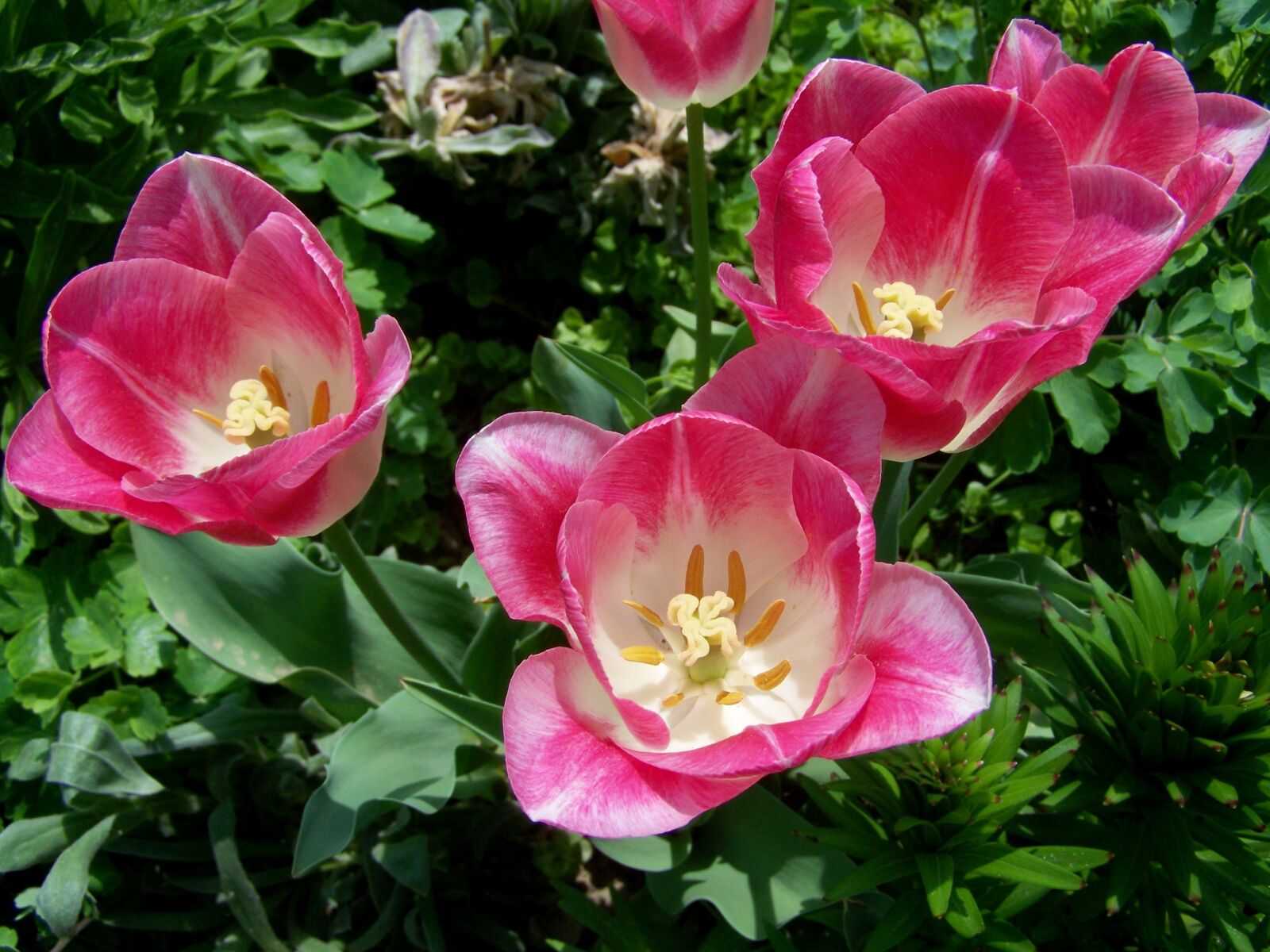 Kodak EASYSHARE ZD710 ZOOM DIGITAL CAMERA sample photo. Tulips, pink-and-white-flowered photography