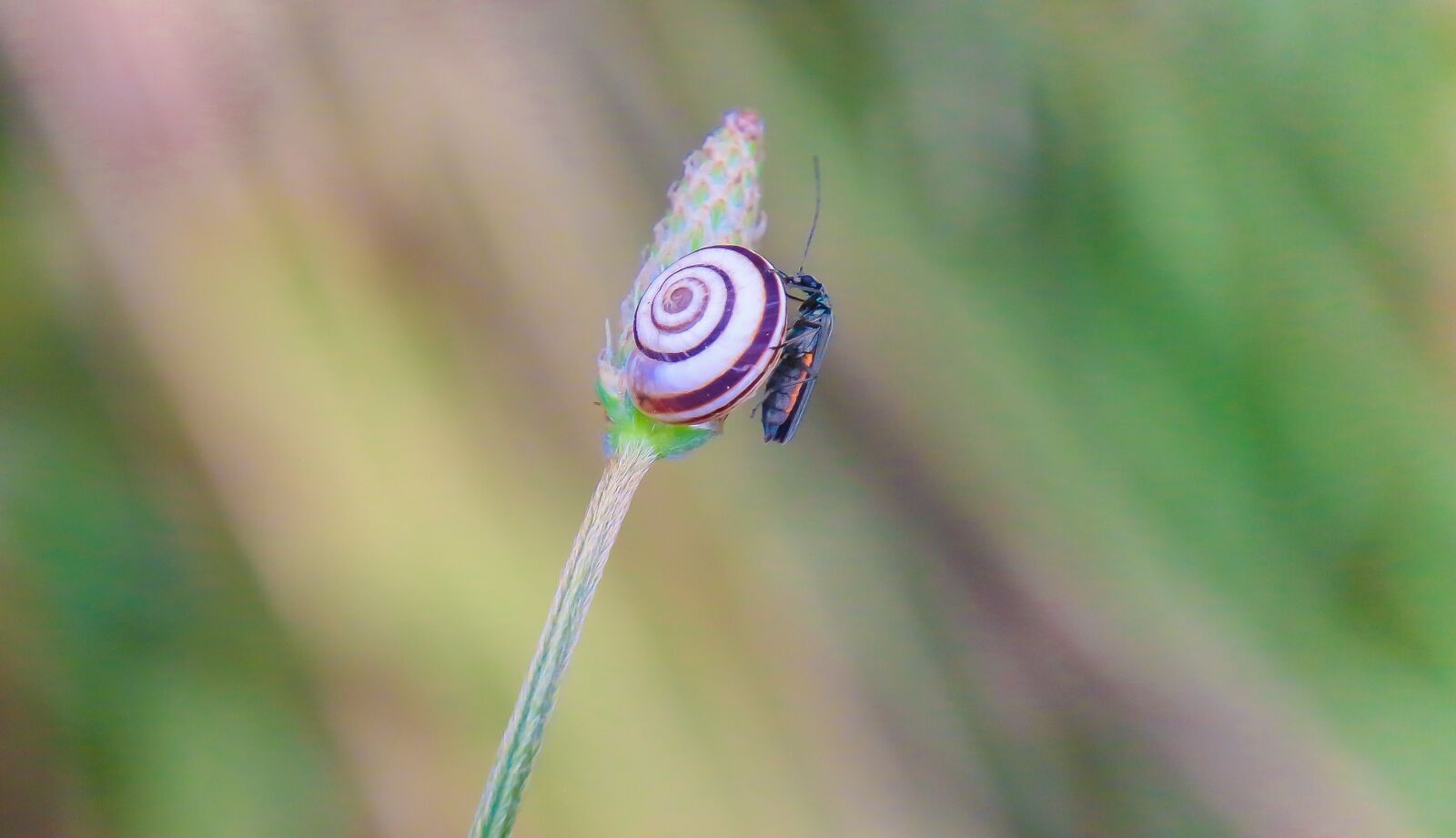 Canon EOS 70D sample photo. Snail, insect, cohabitation photography
