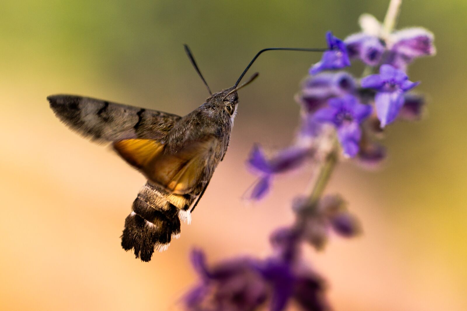 Canon EF 100mm F2.8L Macro IS USM sample photo. Nature, flower, insect photography