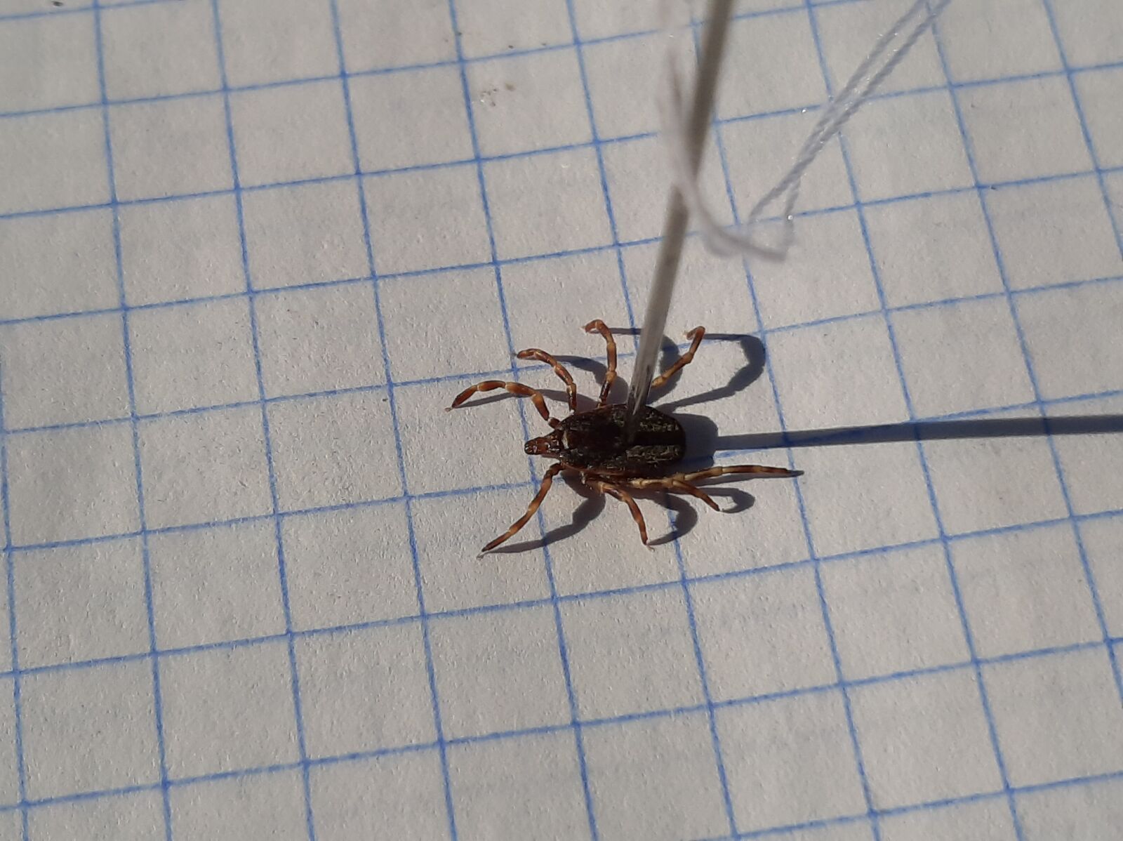 Samsung Galaxy A50 sample photo. Mite, insect, parasite photography