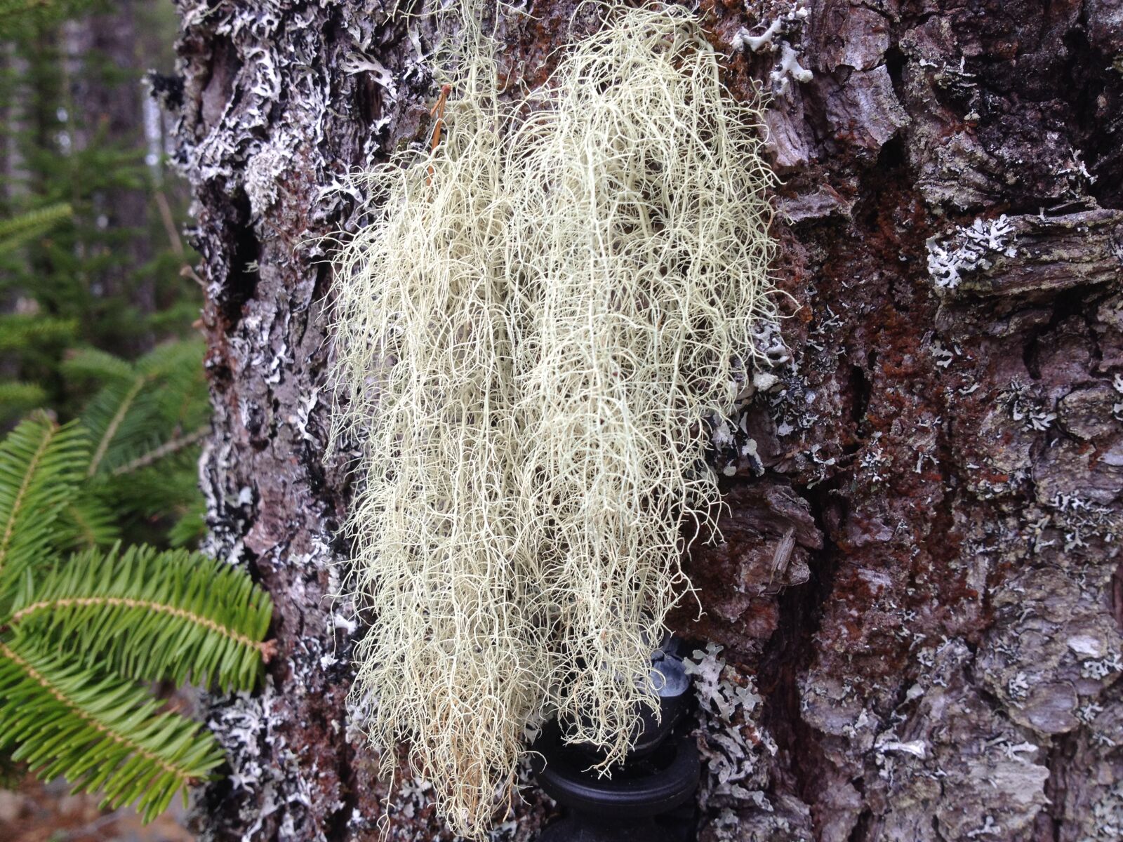 iPhone 4S back camera 4.28mm f/2.4 sample photo. Moss, nature, tree, trunk photography