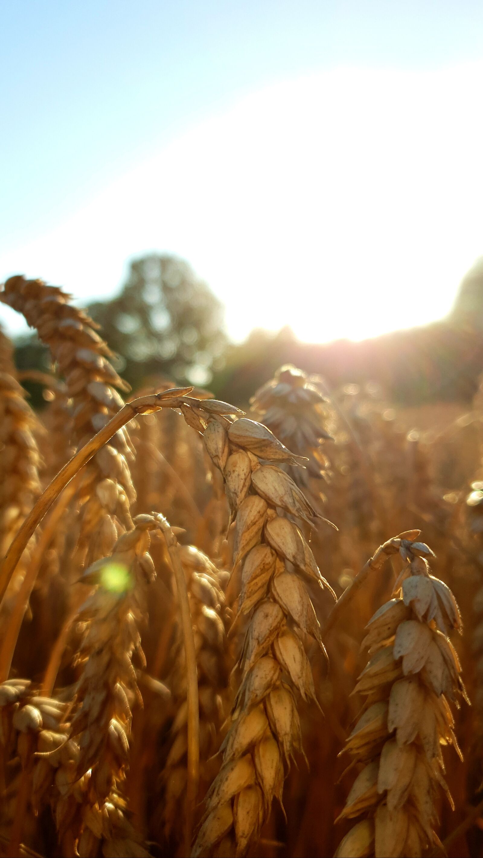 Samsung Galaxy S9+ sample photo. Grain, wheat, field photography