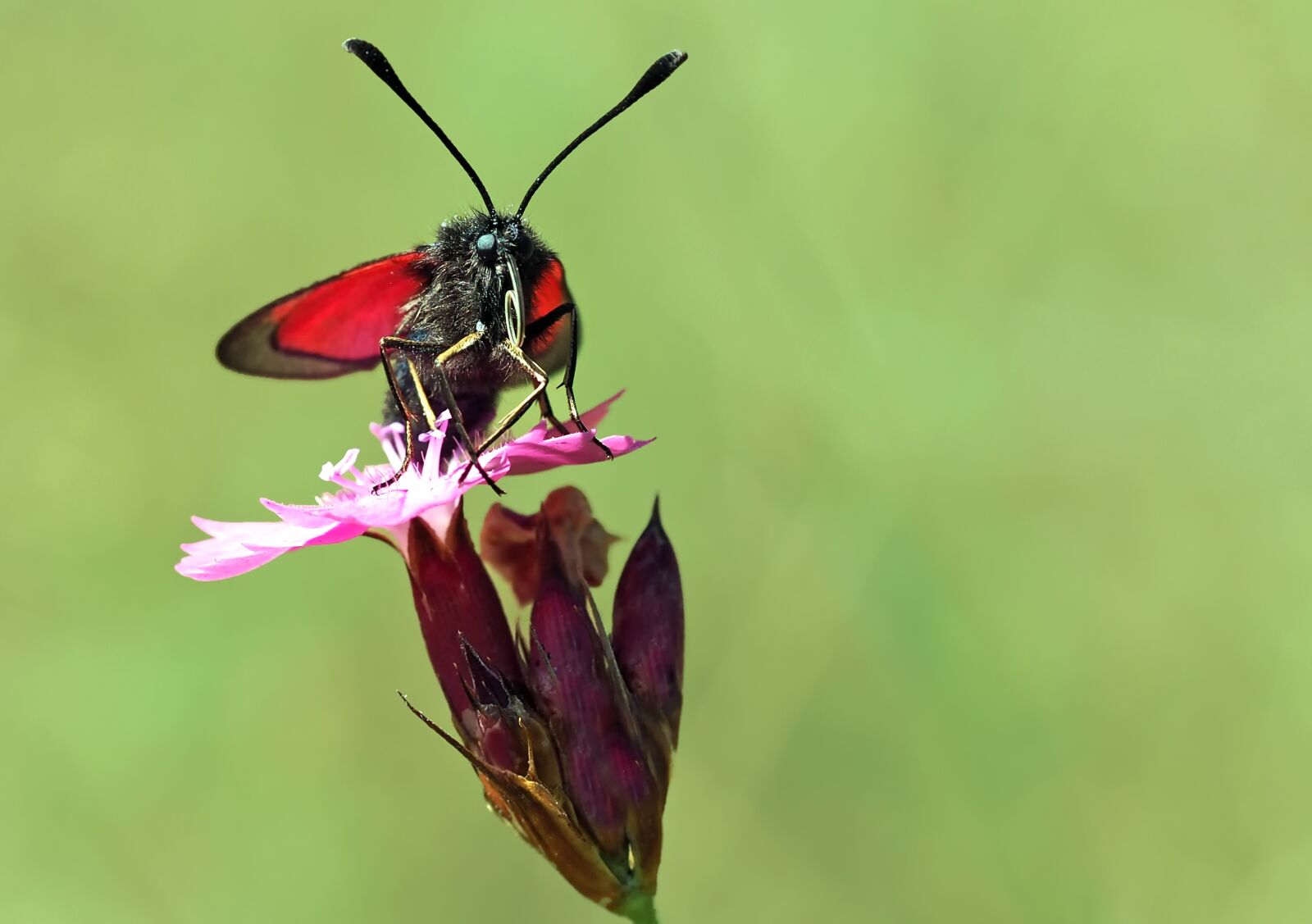 Olympus M.Zuiko Digital ED 60mm F2.8 Macro sample photo. Thyme aries chen, butterfly photography