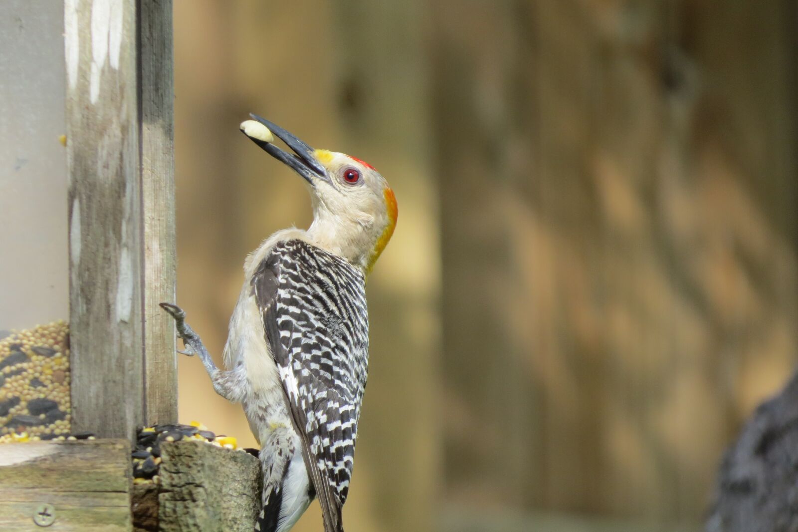 Canon PowerShot SX50 HS sample photo. Bird, wildlife, colorful photography
