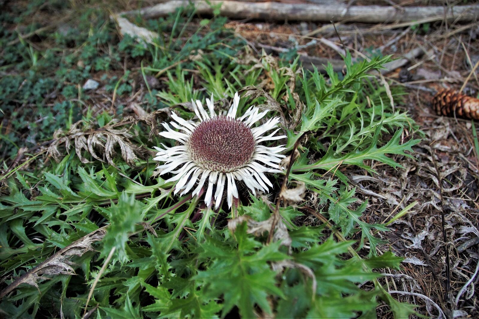 Sony SLT-A58 sample photo. Pupava, p pava vulgaris photography