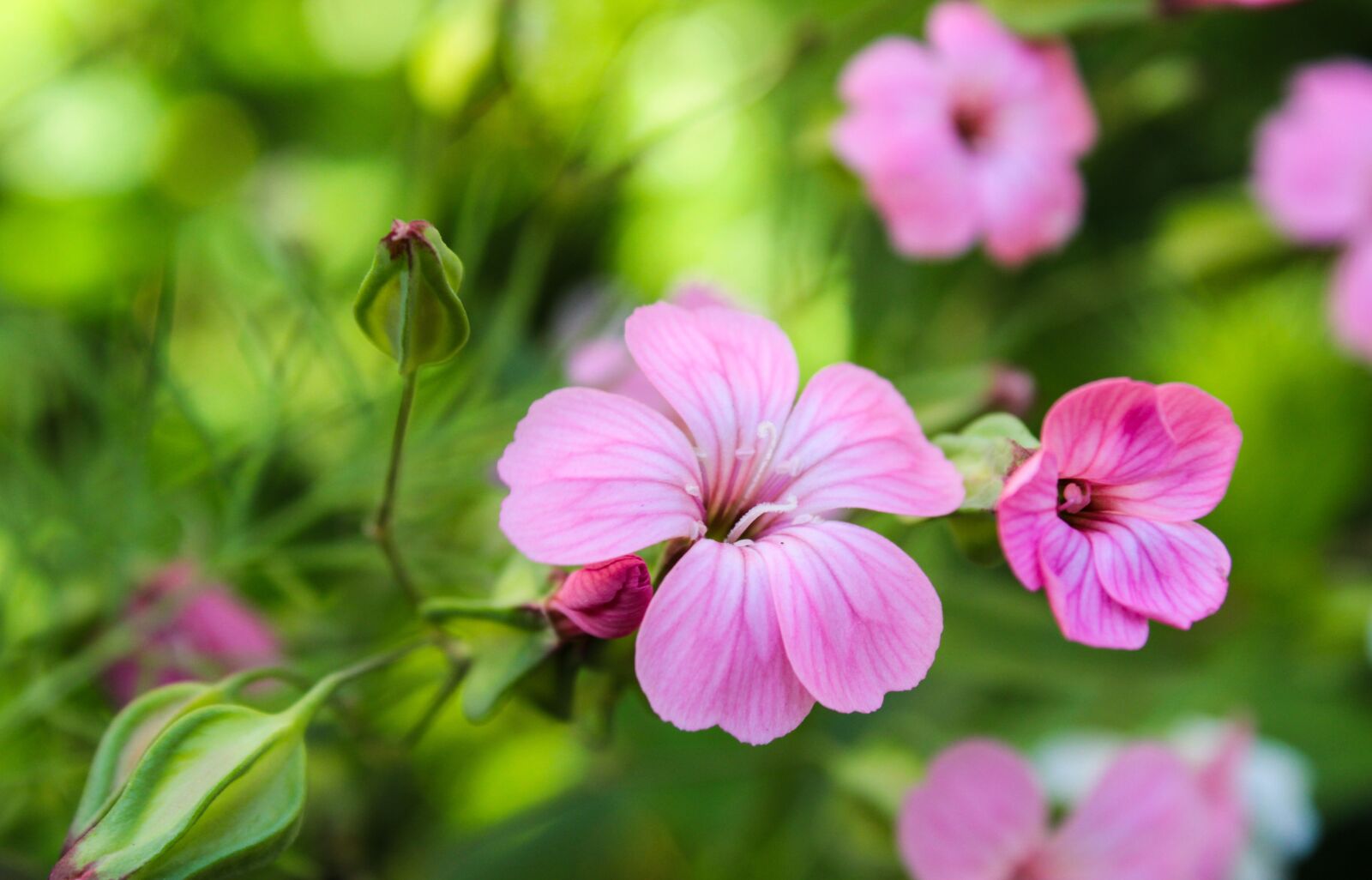 Canon EOS 2000D (EOS Rebel T7 / EOS Kiss X90 / EOS 1500D) sample photo. Flowers, pink flower, flower photography