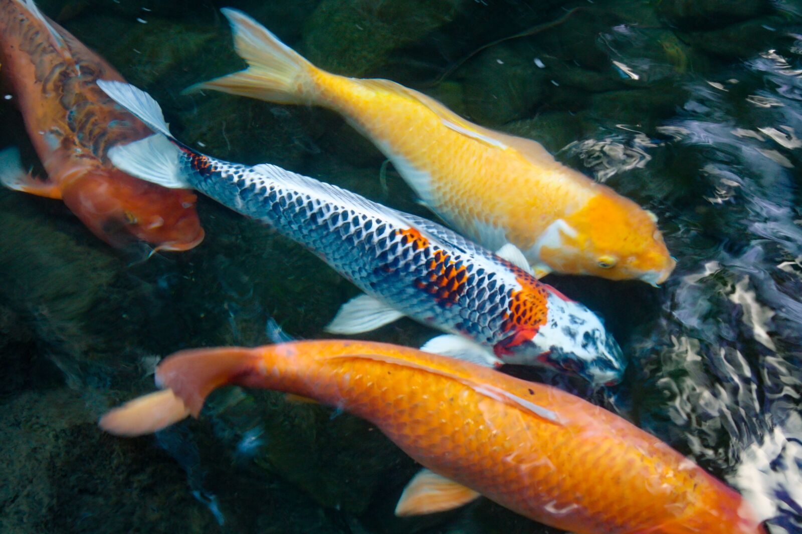 Canon EOS 1000D (EOS Digital Rebel XS / EOS Kiss F) sample photo. Koi, fish, swimming photography