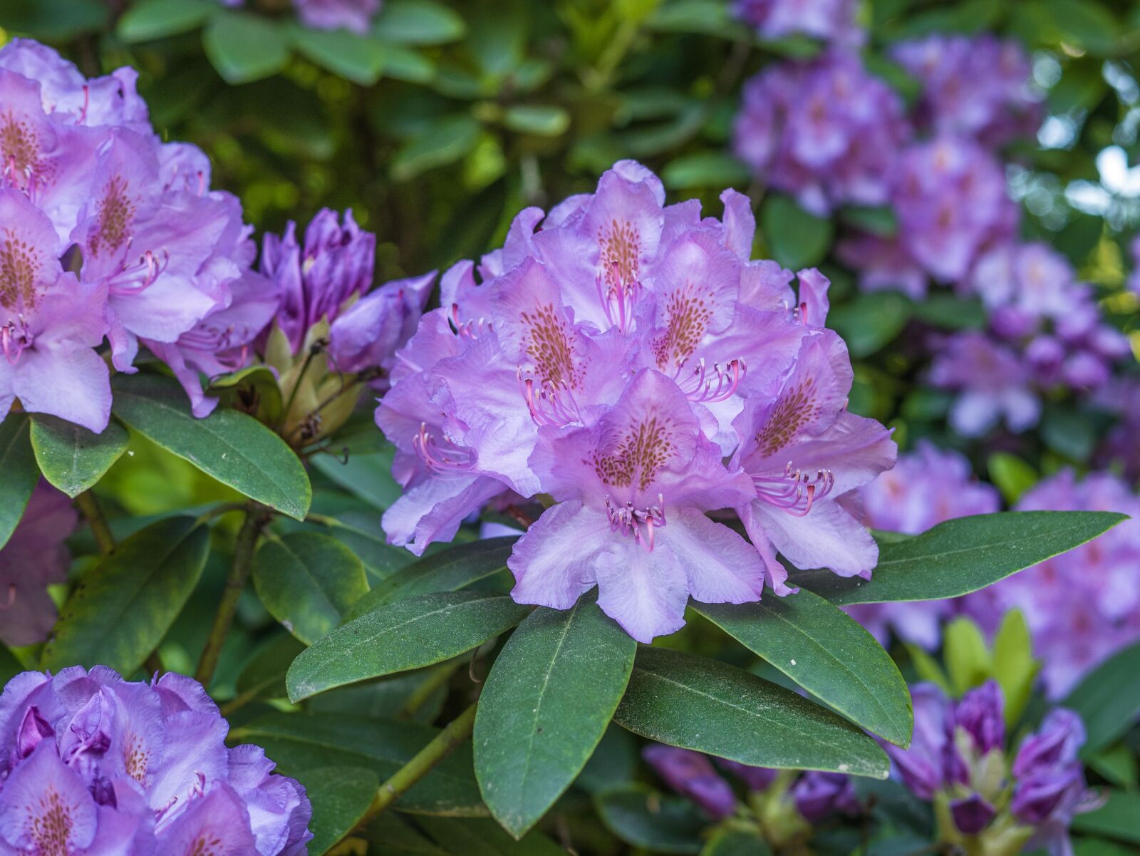Panasonic Leica DG Summilux 25mm F1.4 II ASPH sample photo. Flower, purple rhododendron, blossom photography