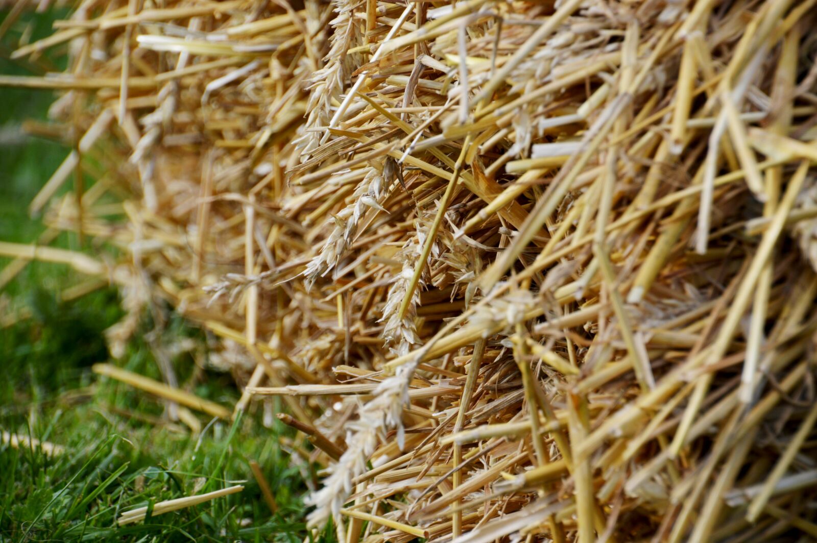 Nikon D3200 sample photo. Straw, wheat, cereals photography