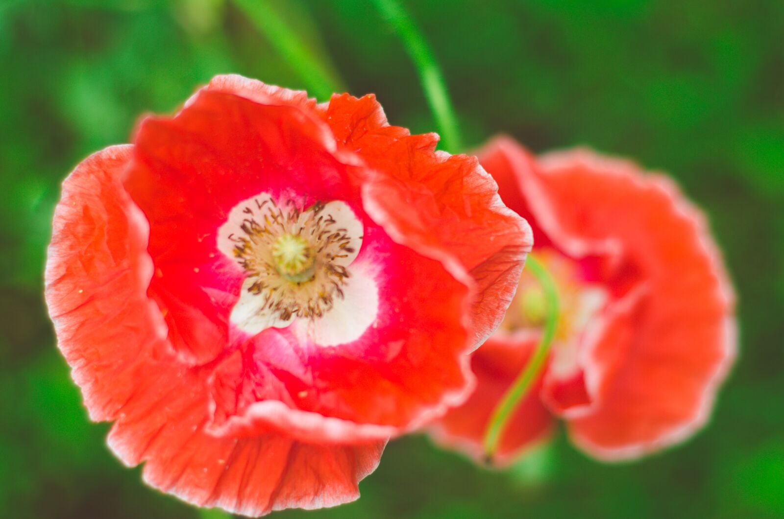 Nikon D7000 sample photo. Poppy, red, flower photography