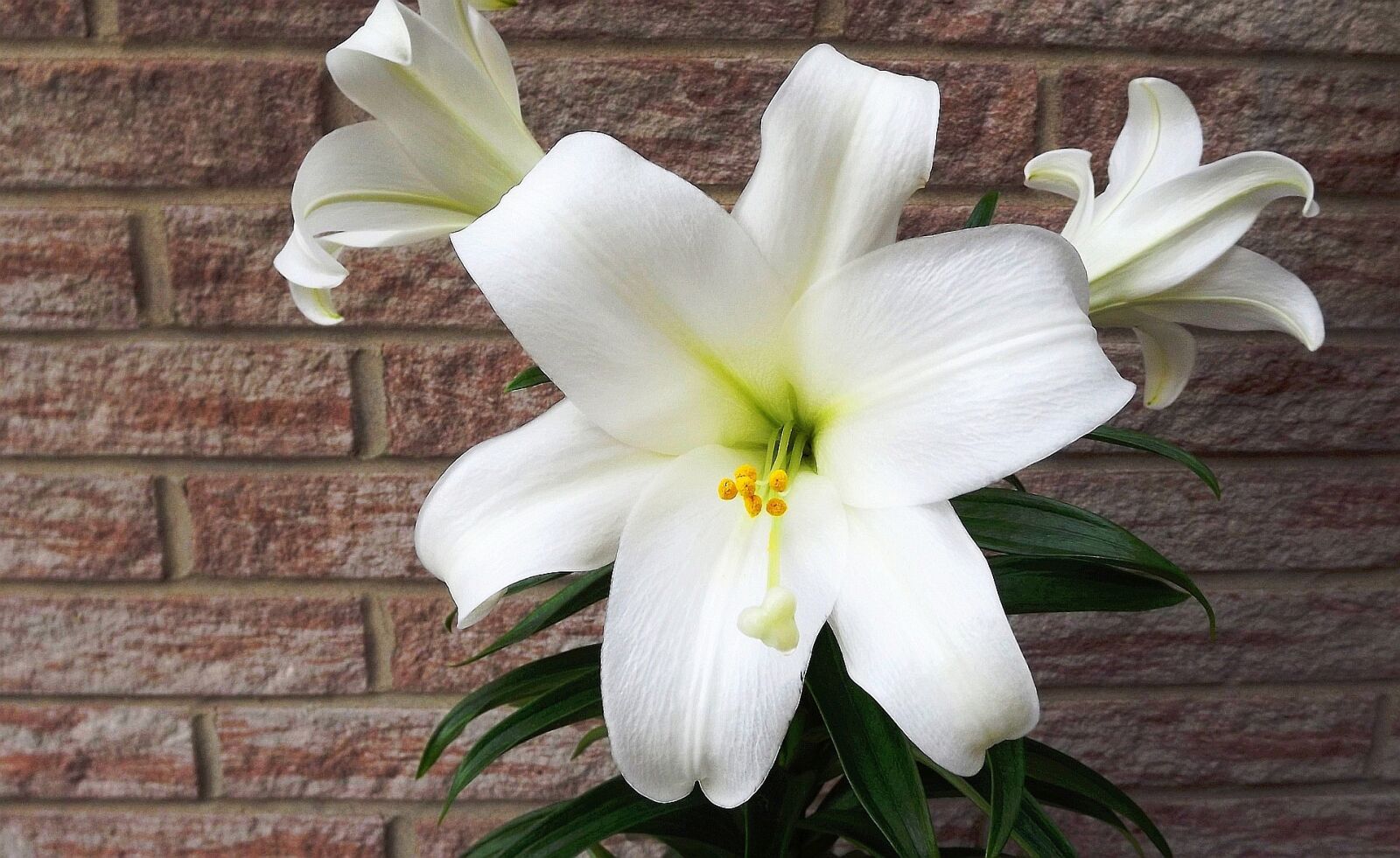 Fujifilm FinePix S3400 sample photo. Flower, lily, white photography