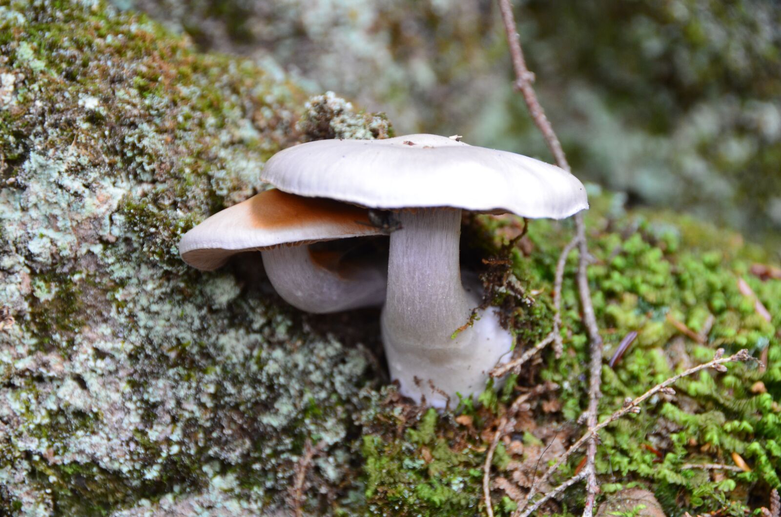 Nikon D5100 sample photo. Mushrooms, toadstools, fungi photography