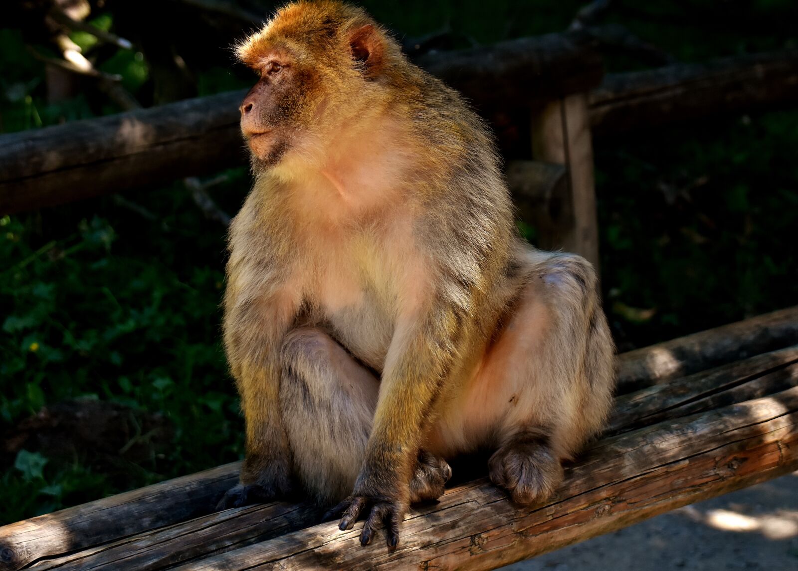 Nikon D7200 sample photo. Barbary ape, endangered species photography
