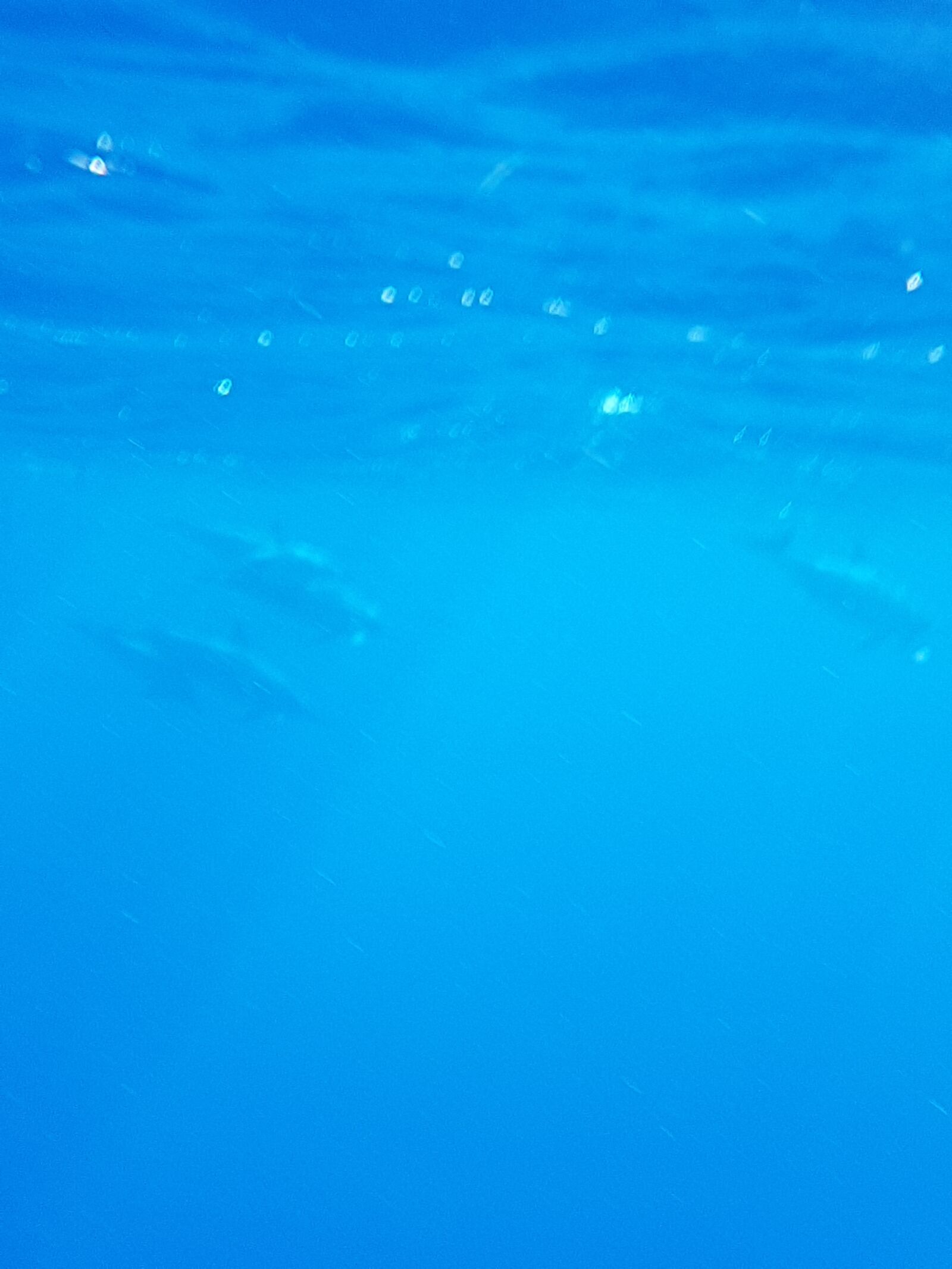 Samsung Galaxy S7 sample photo. Dolphin, deep, blue photography