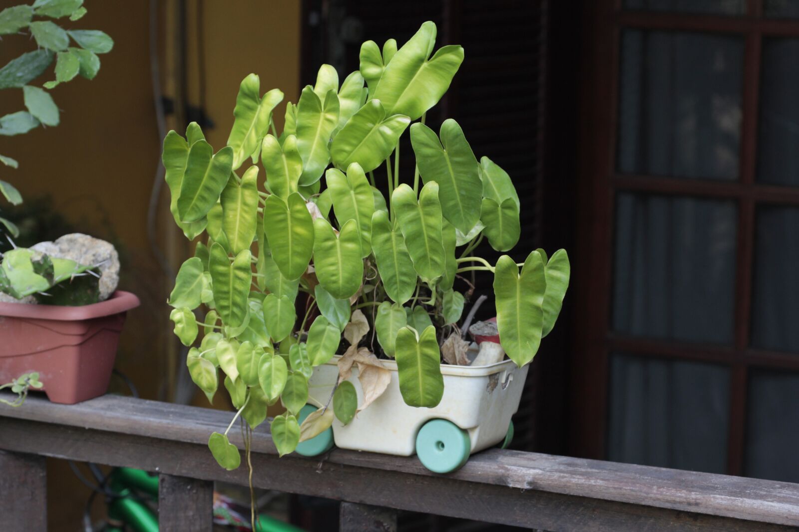 Canon EOS 60D sample photo. Plant, vase, balcony photography