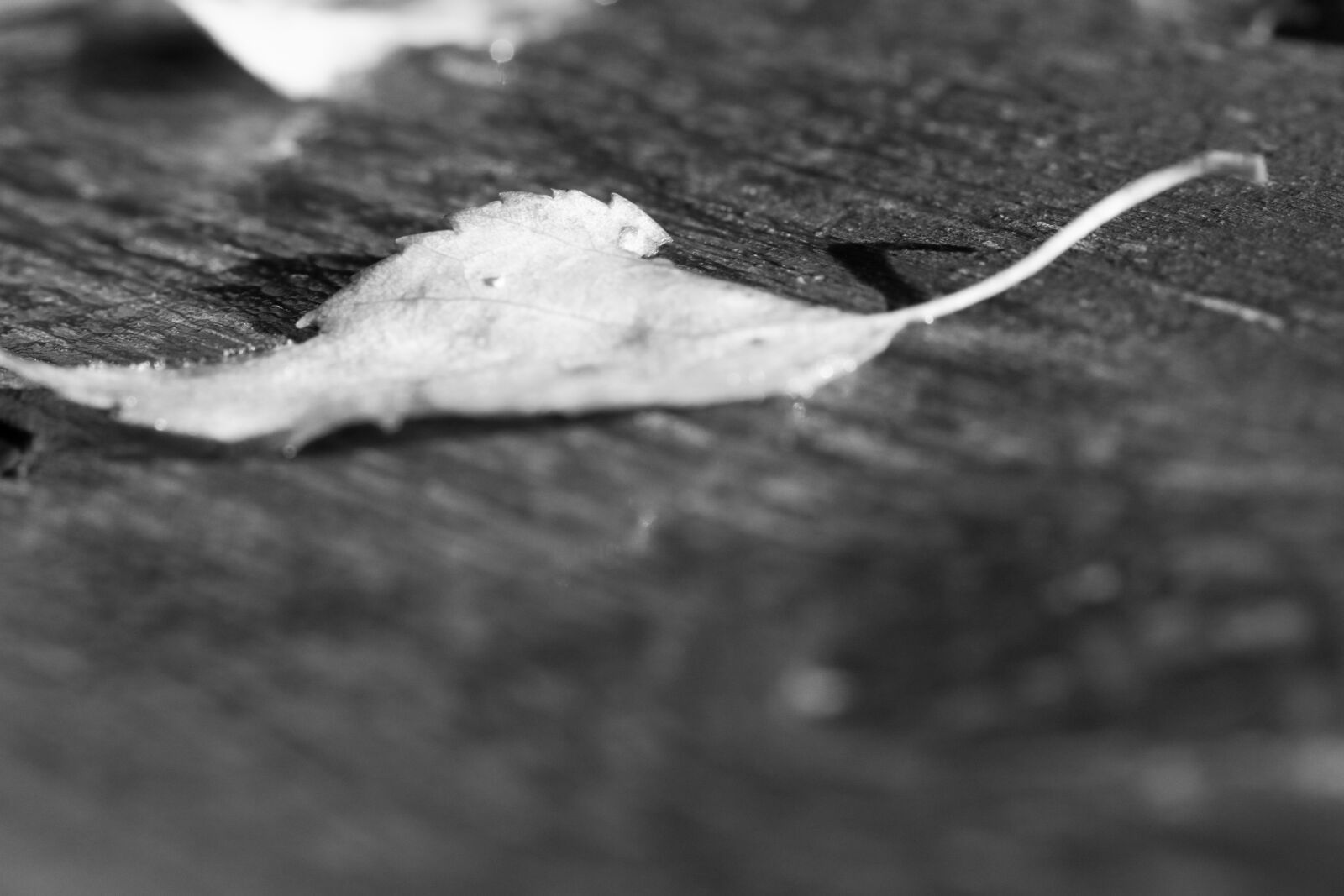 Canon EOS 7D Mark II sample photo. Leaf, autumn, fall photography