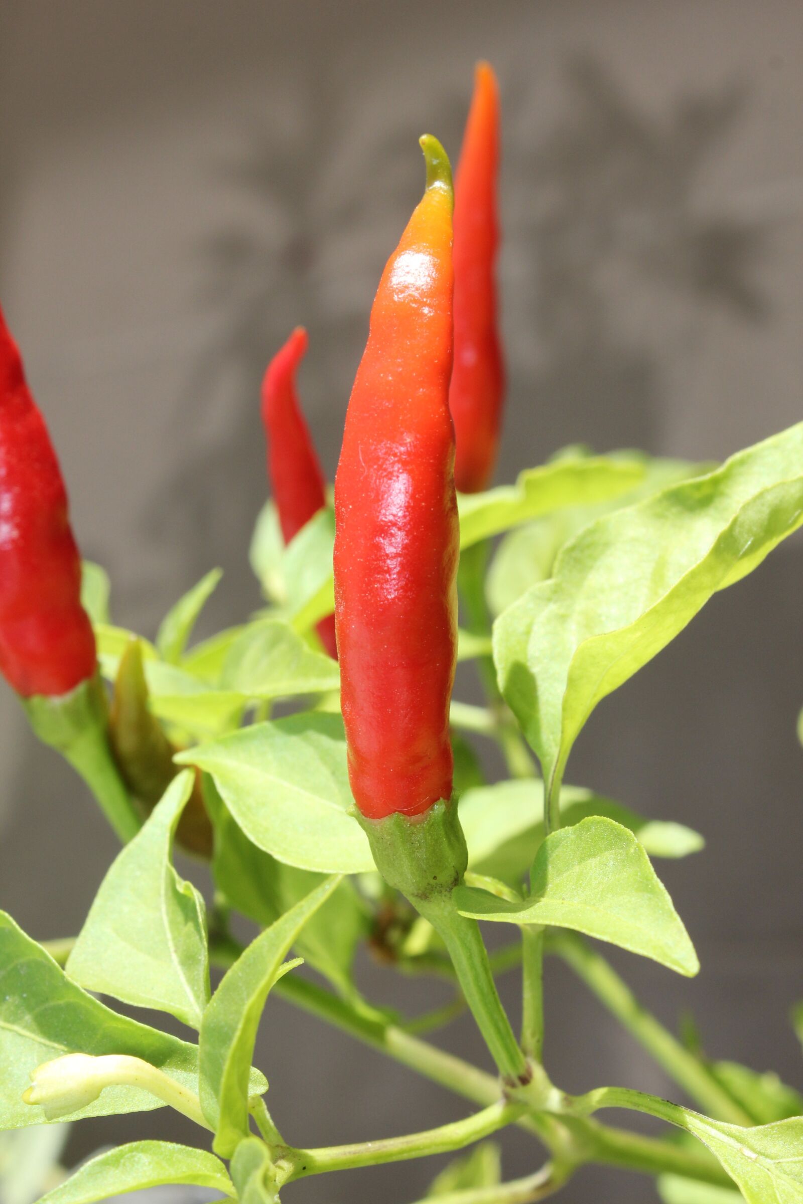 Canon EOS 550D (EOS Rebel T2i / EOS Kiss X4) sample photo. Chilli, peppers, red photography