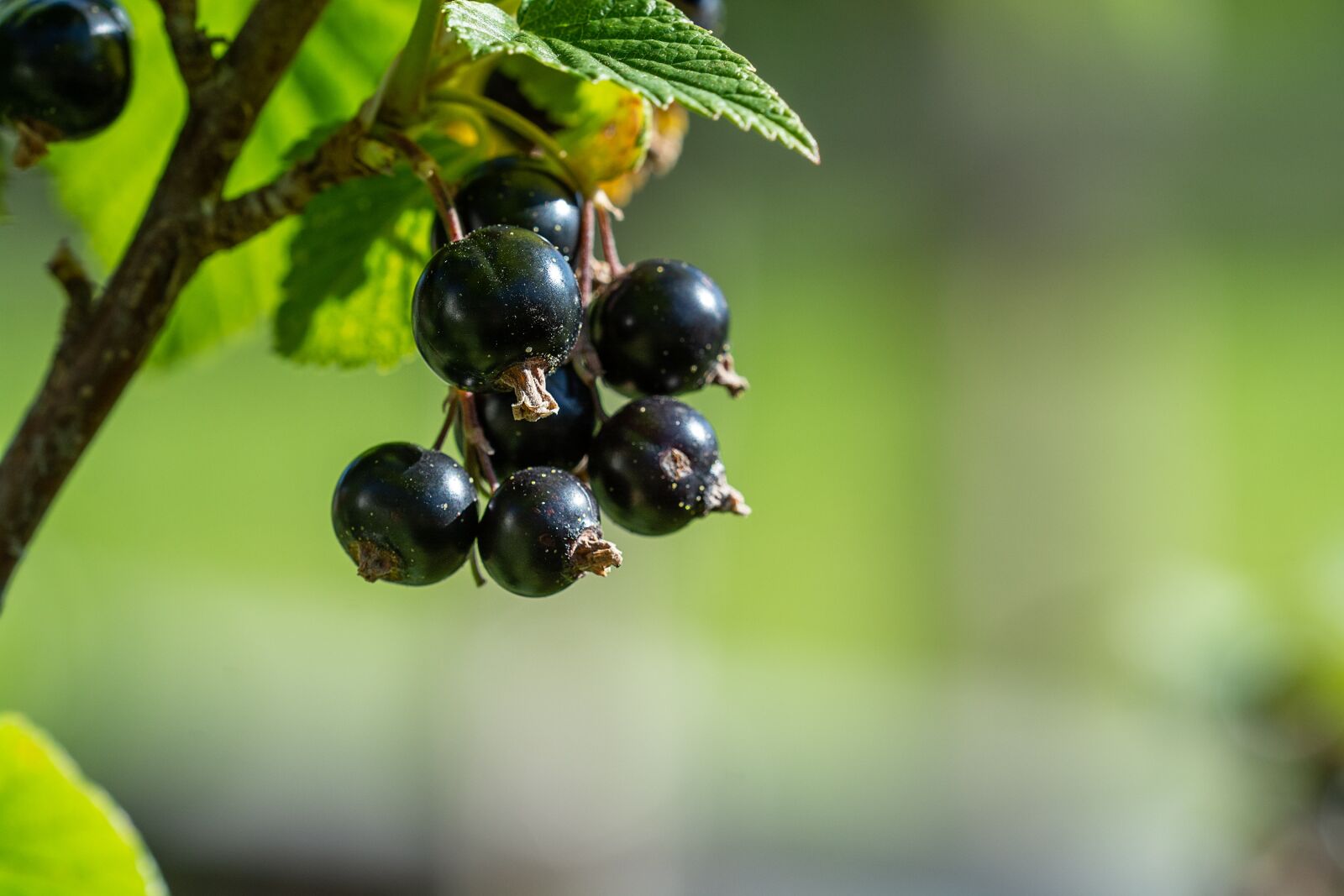Nikon D7100 sample photo. Currants, black, black currants photography