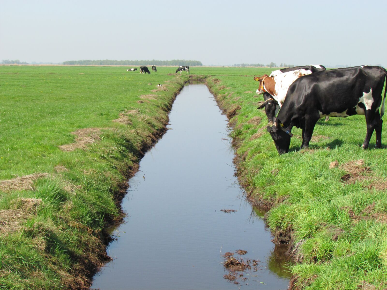 Canon PowerShot SX30 IS sample photo. Cow, cows, pasture photography