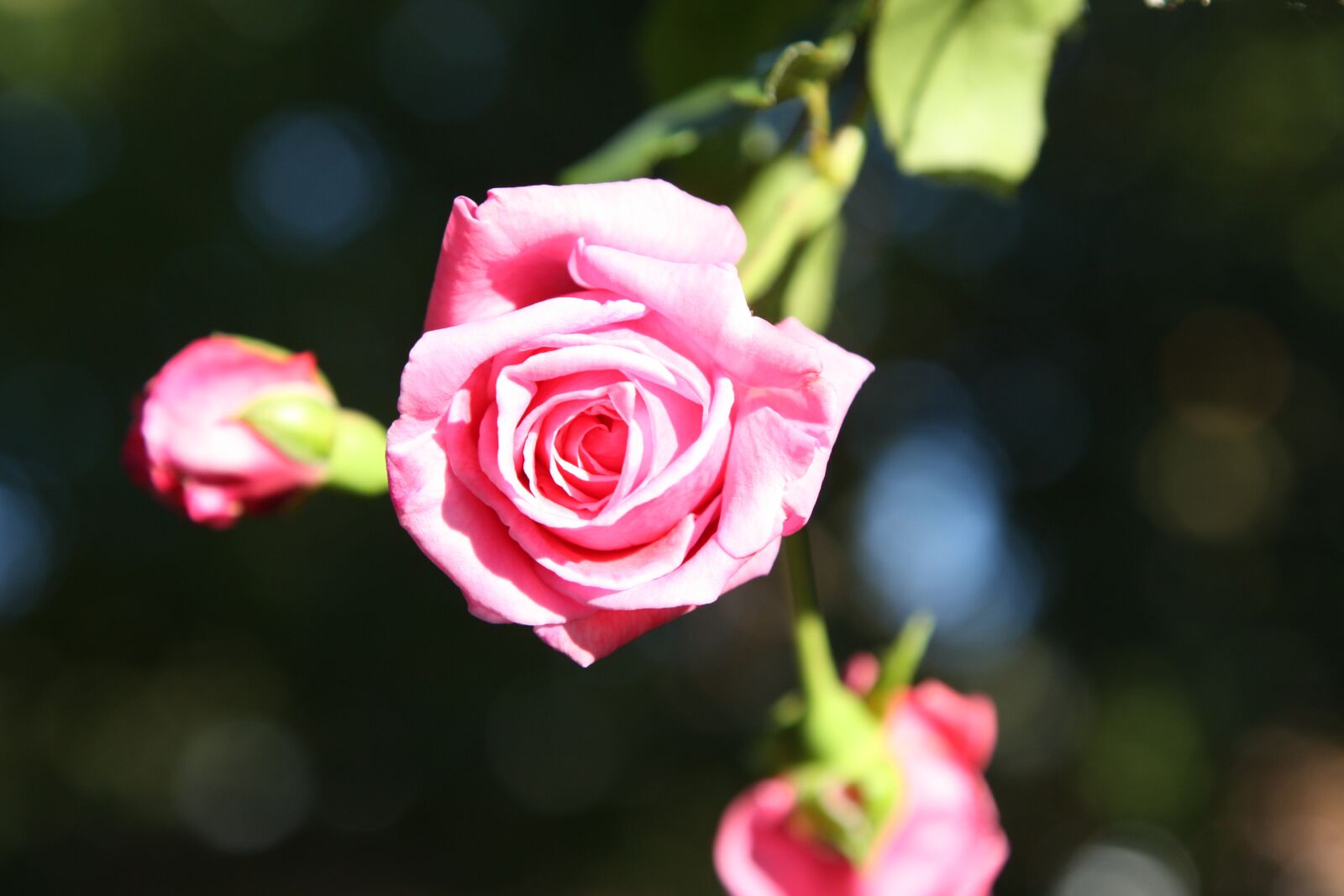 Canon EOS 450D (EOS Rebel XSi / EOS Kiss X2) sample photo. Flower, rose, pink photography