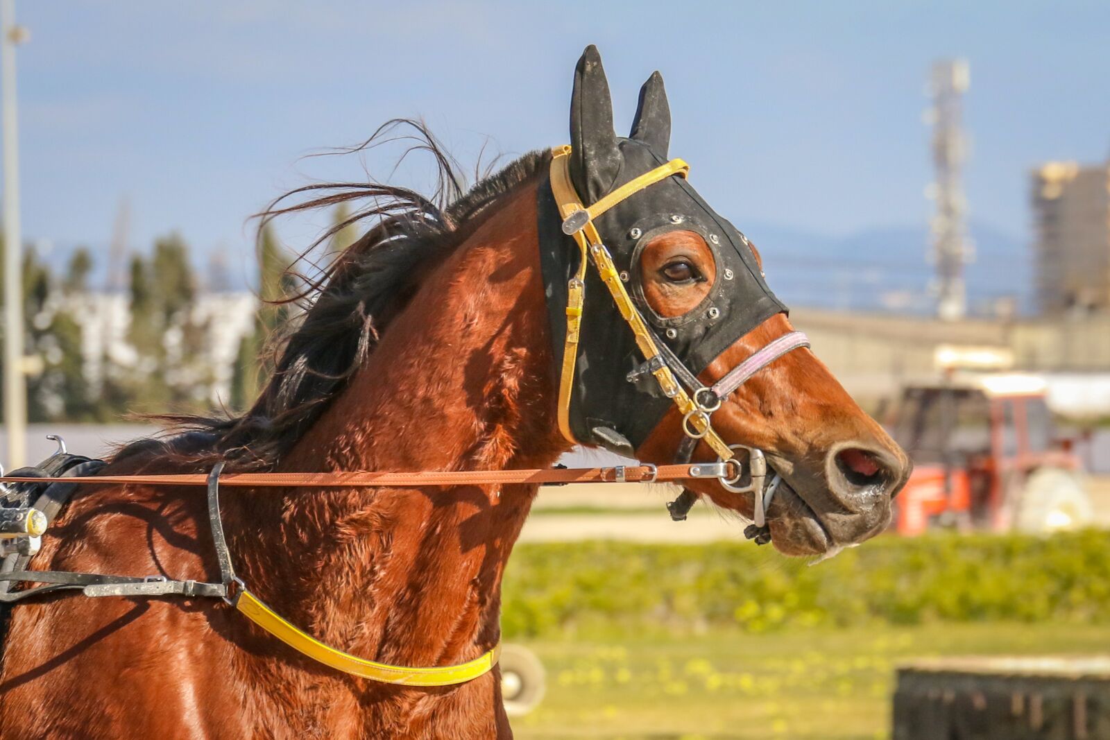 Canon EOS 7D Mark II sample photo. Horses, racing, trot photography