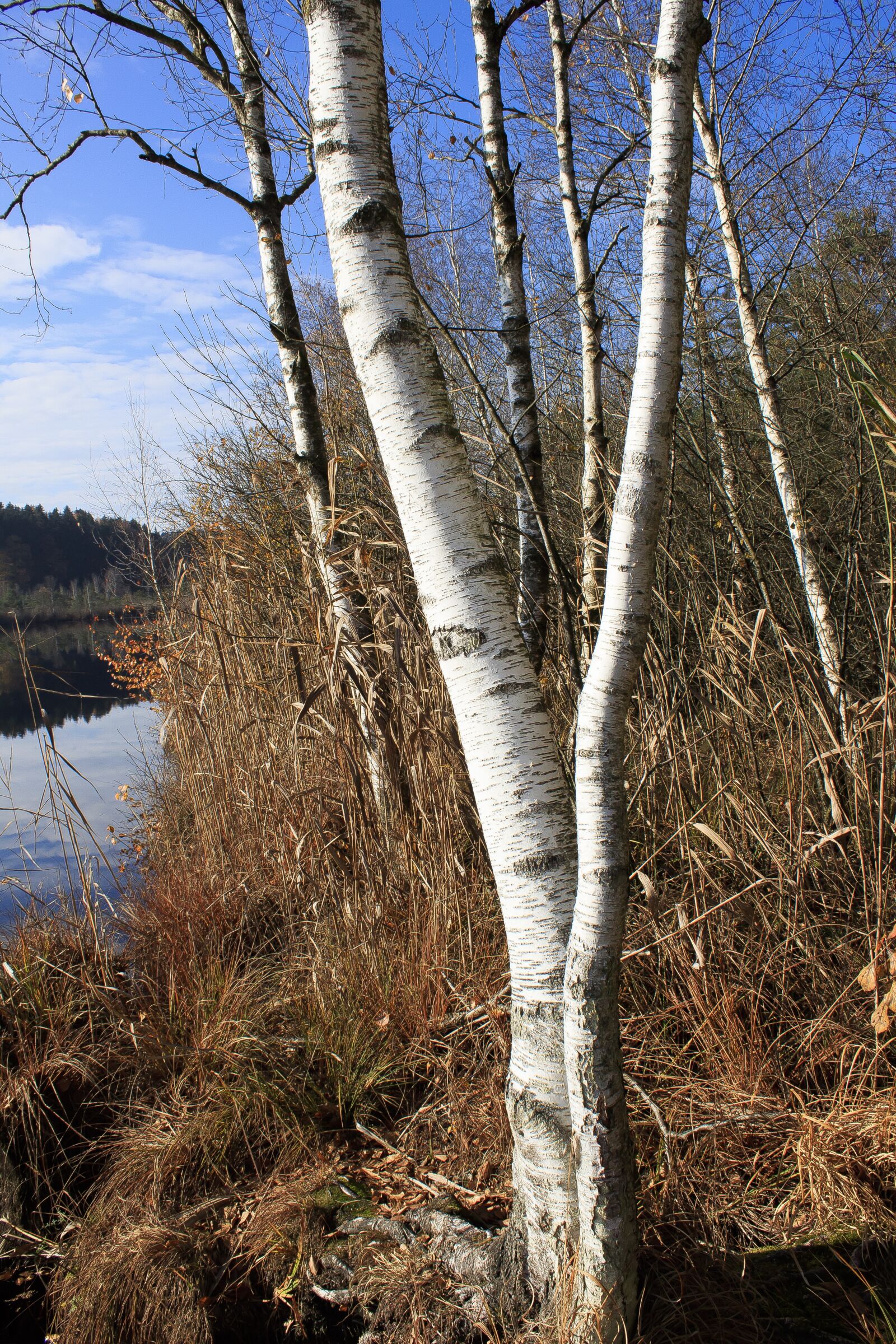 Canon EOS 1300D (EOS Rebel T6 / EOS Kiss X80) sample photo. Autumn, birch, lake photography
