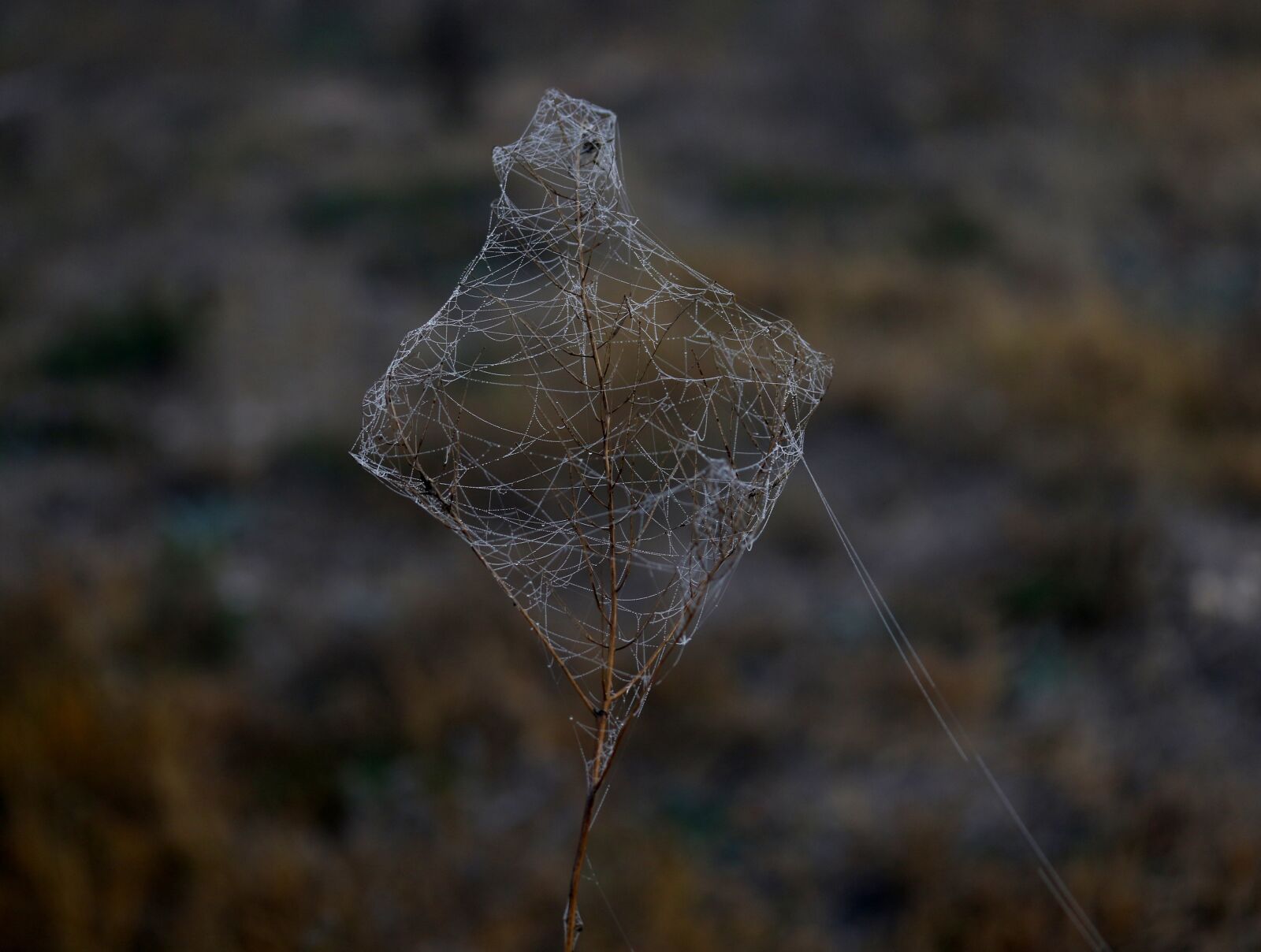 Canon EF-S 60mm F2.8 Macro USM sample photo. Spider web, drops, dew photography