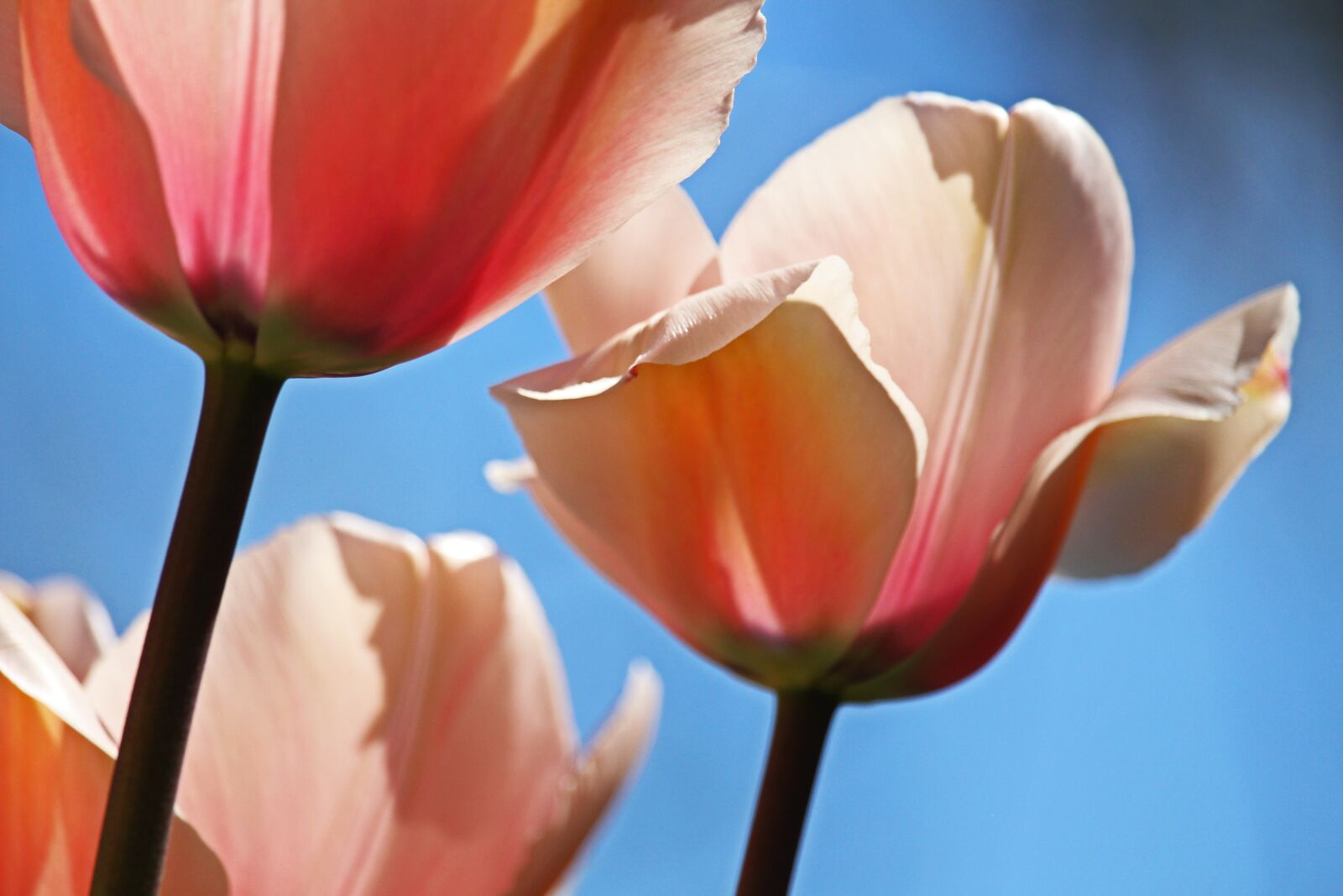 Canon EF-S 55-250mm F4-5.6 IS STM sample photo. Tulips, spring, april photography