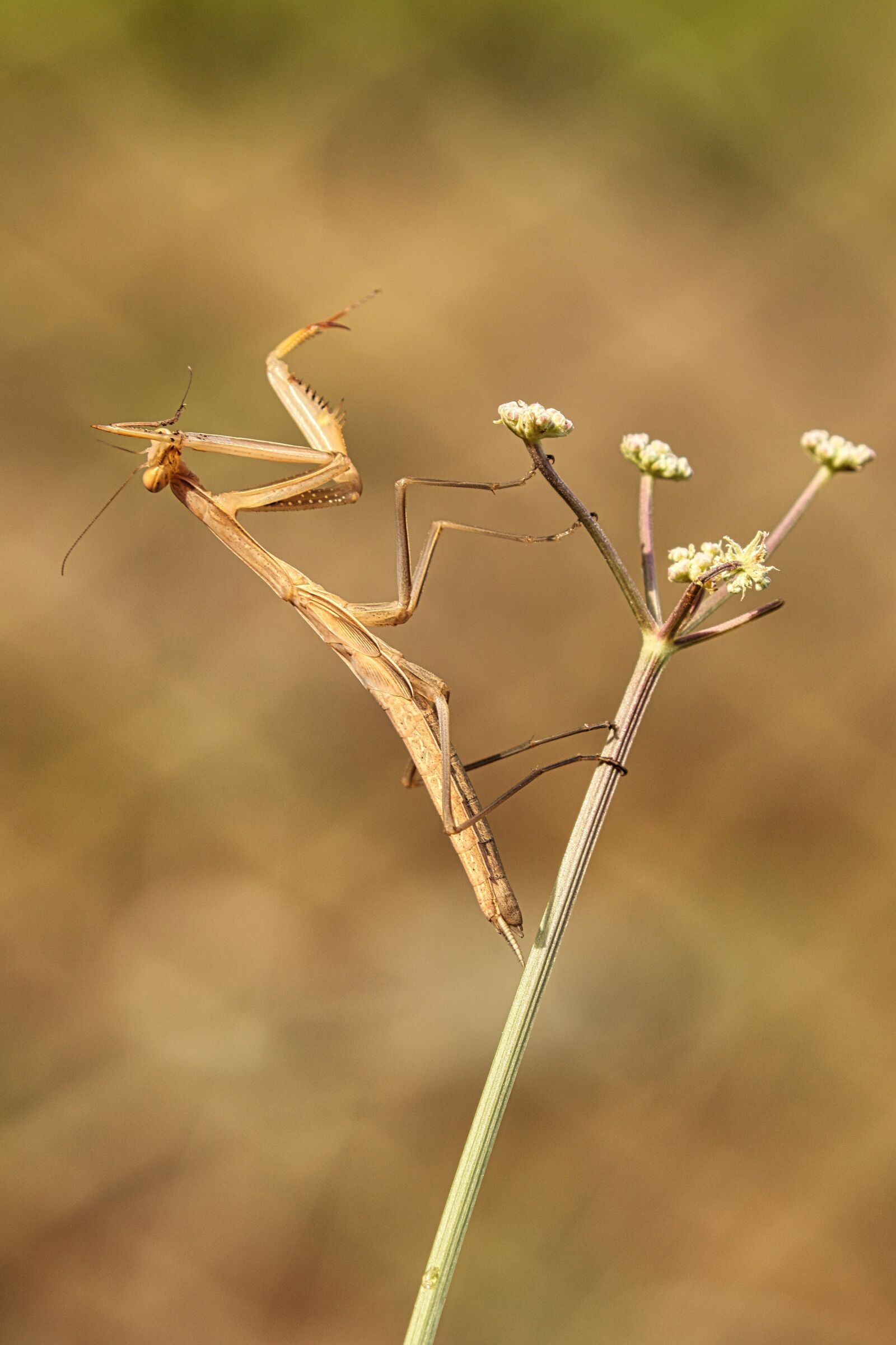 Canon EF 100-400mm F4.5-5.6L IS II USM sample photo. Mantis, insect, predator photography