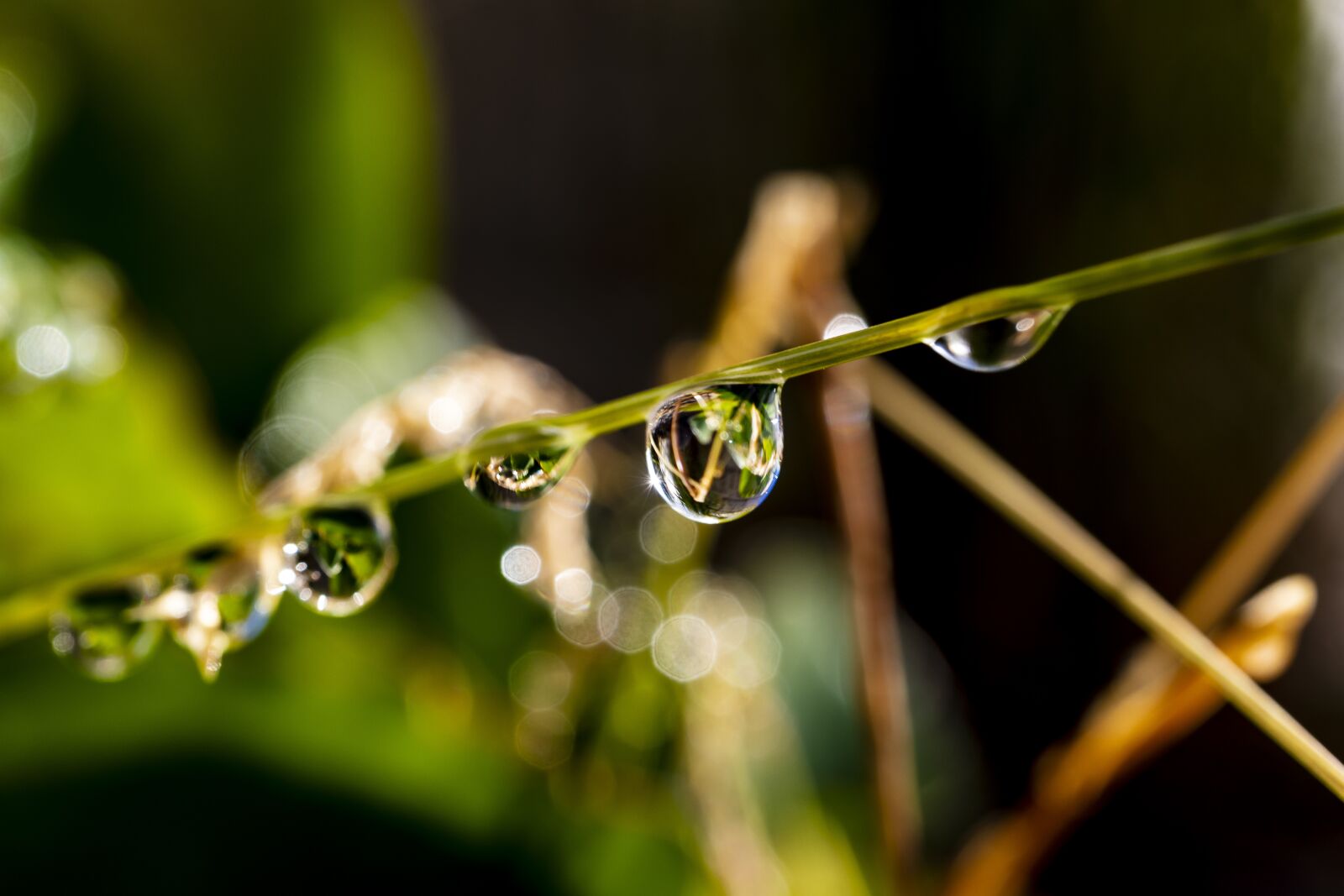 Canon EF-M 28mm F3.5 Macro IS STM sample photo. Dew, drop, water photography