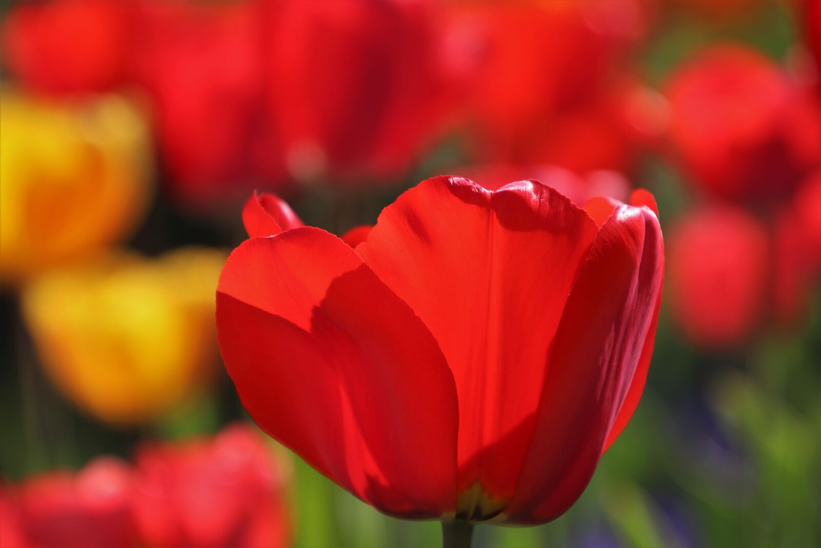 Canon EOS 80D sample photo. Nature, flower, no one photography