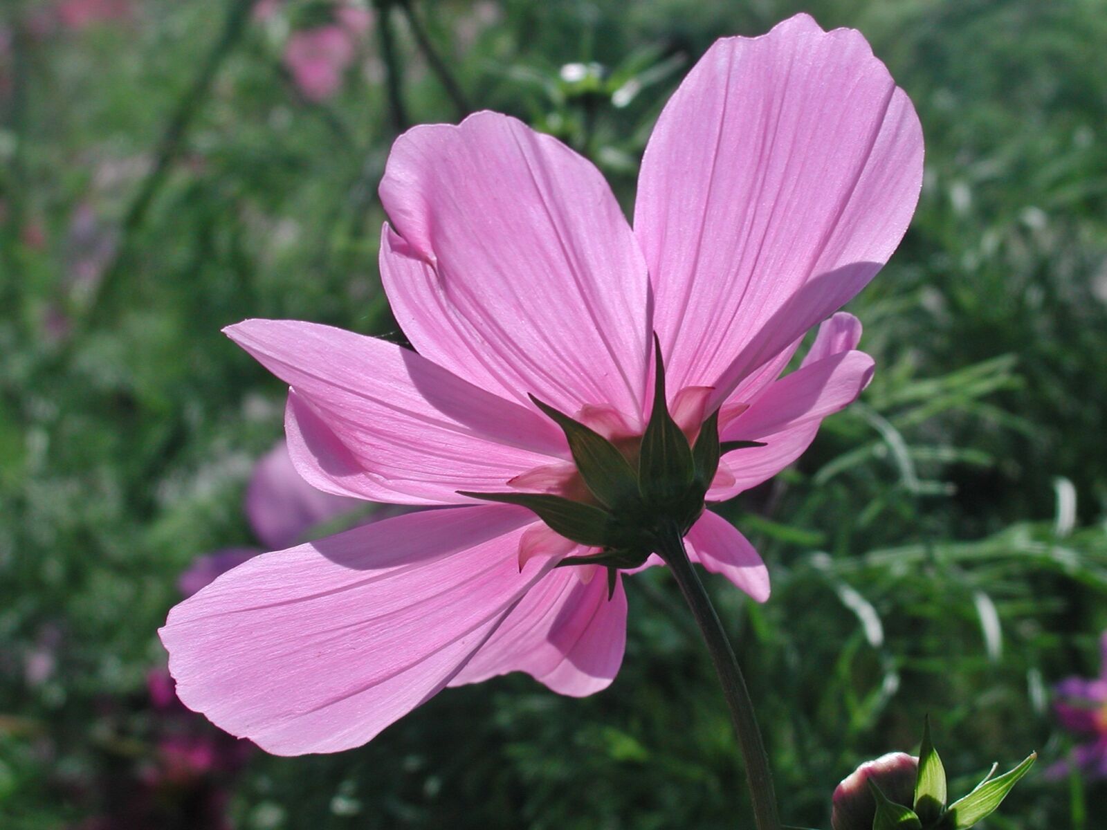 EPSON PhotoPC 3000Z sample photo. Cosmea, blossom, bloom photography