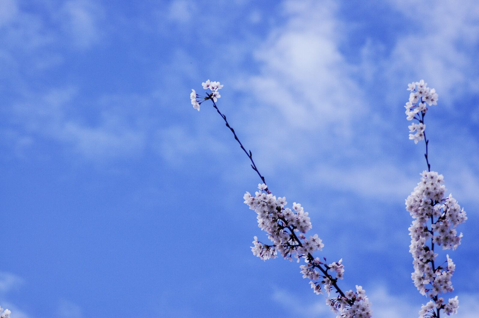 Nikon D70s sample photo. Cherry blossom, flowers, spring photography