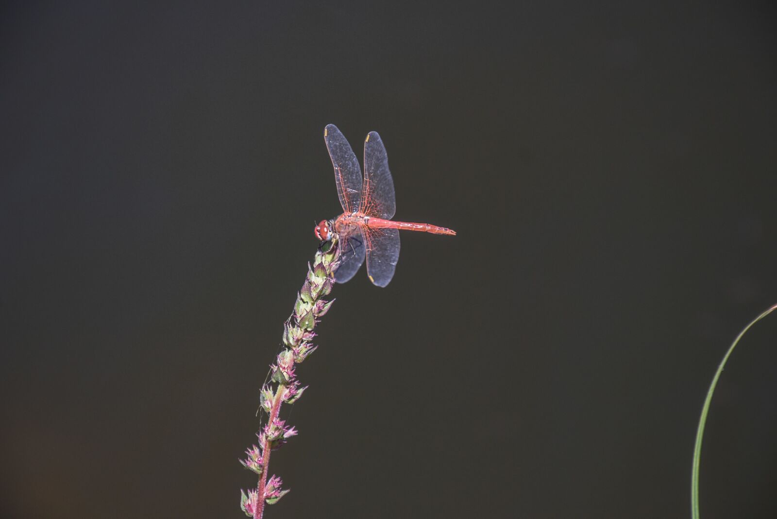 Nikon D7200 sample photo. Dragonfly, insect, river photography