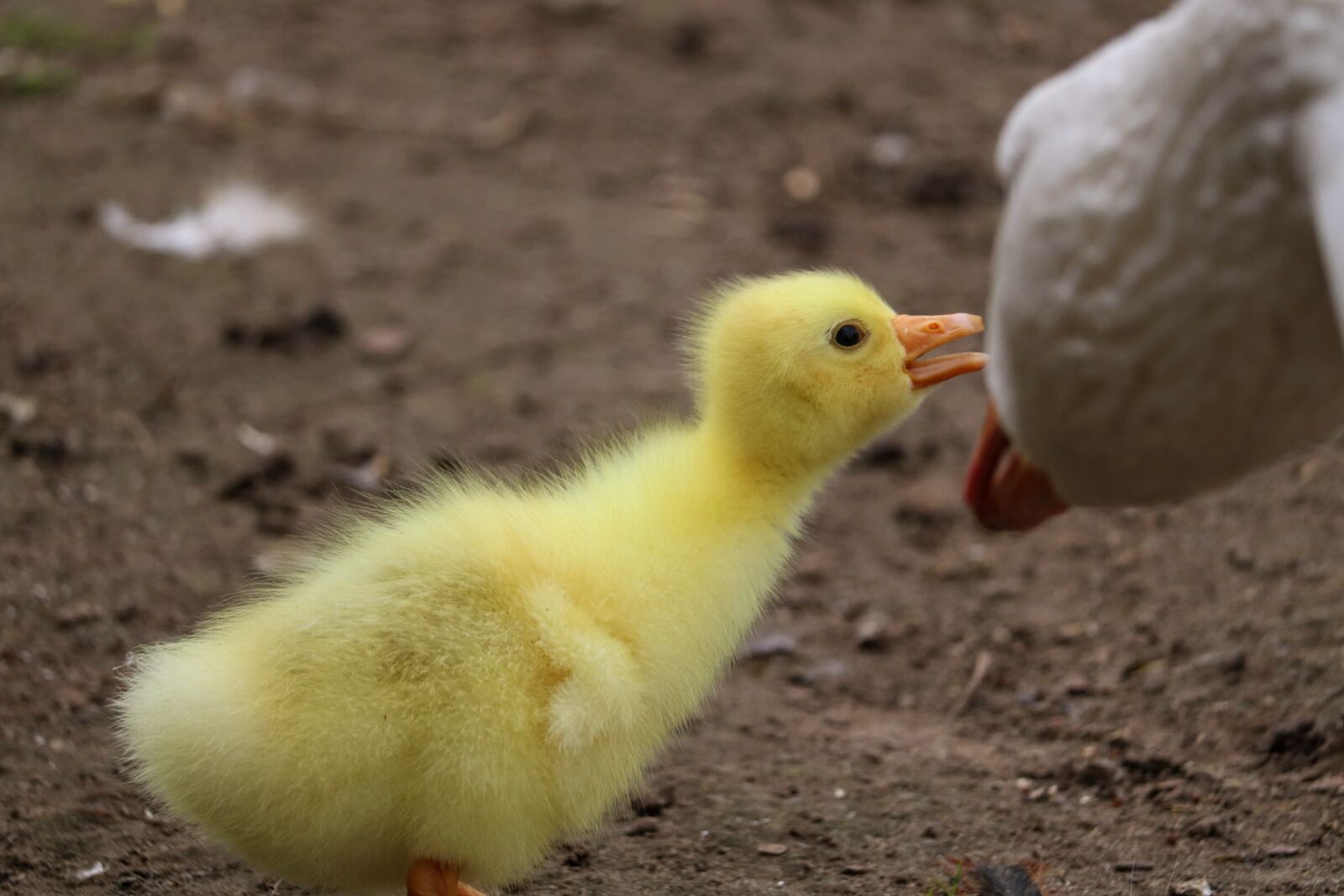 Canon EOS 750D (EOS Rebel T6i / EOS Kiss X8i) sample photo. Bird, farm, nature photography