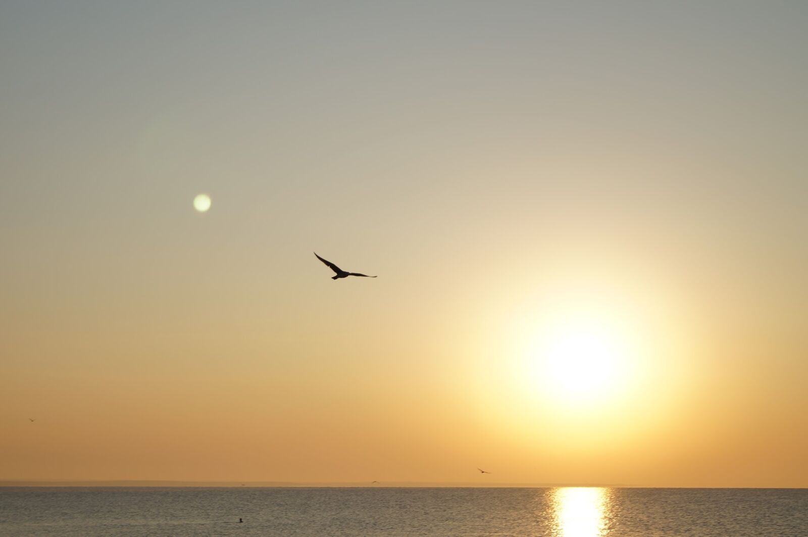 Sony SLT-A37 sample photo. Seagull, sun, sea photography