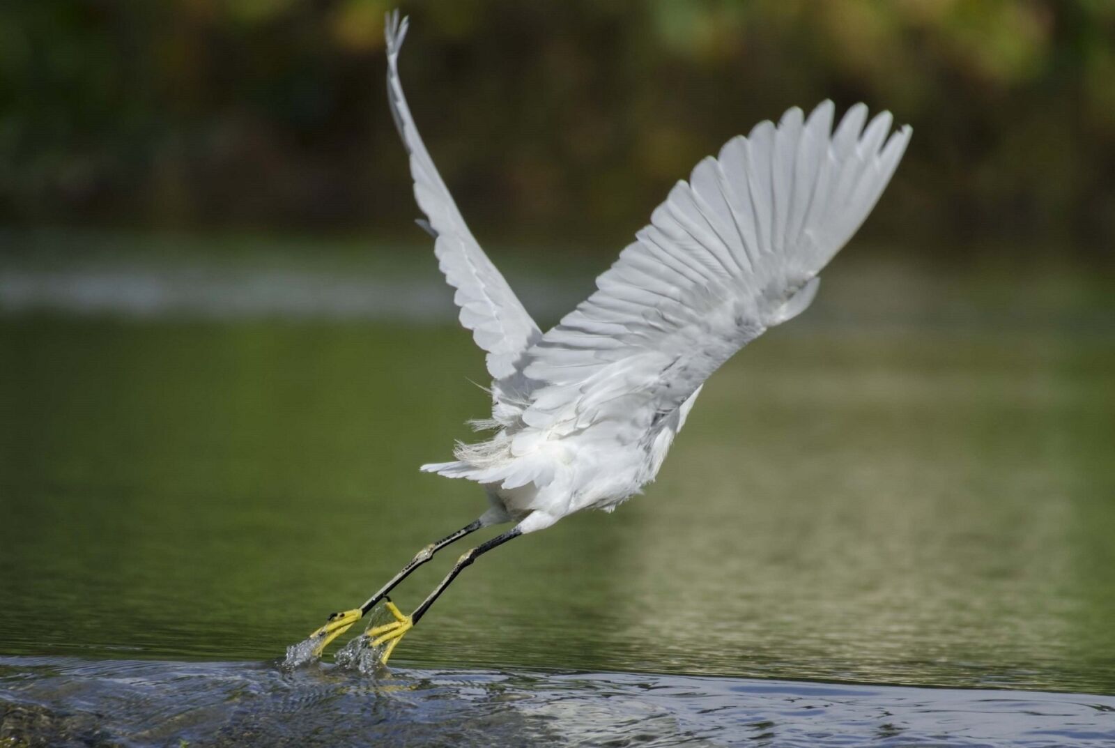 Nikon D7000 sample photo. Snowy egret, fly, take photography