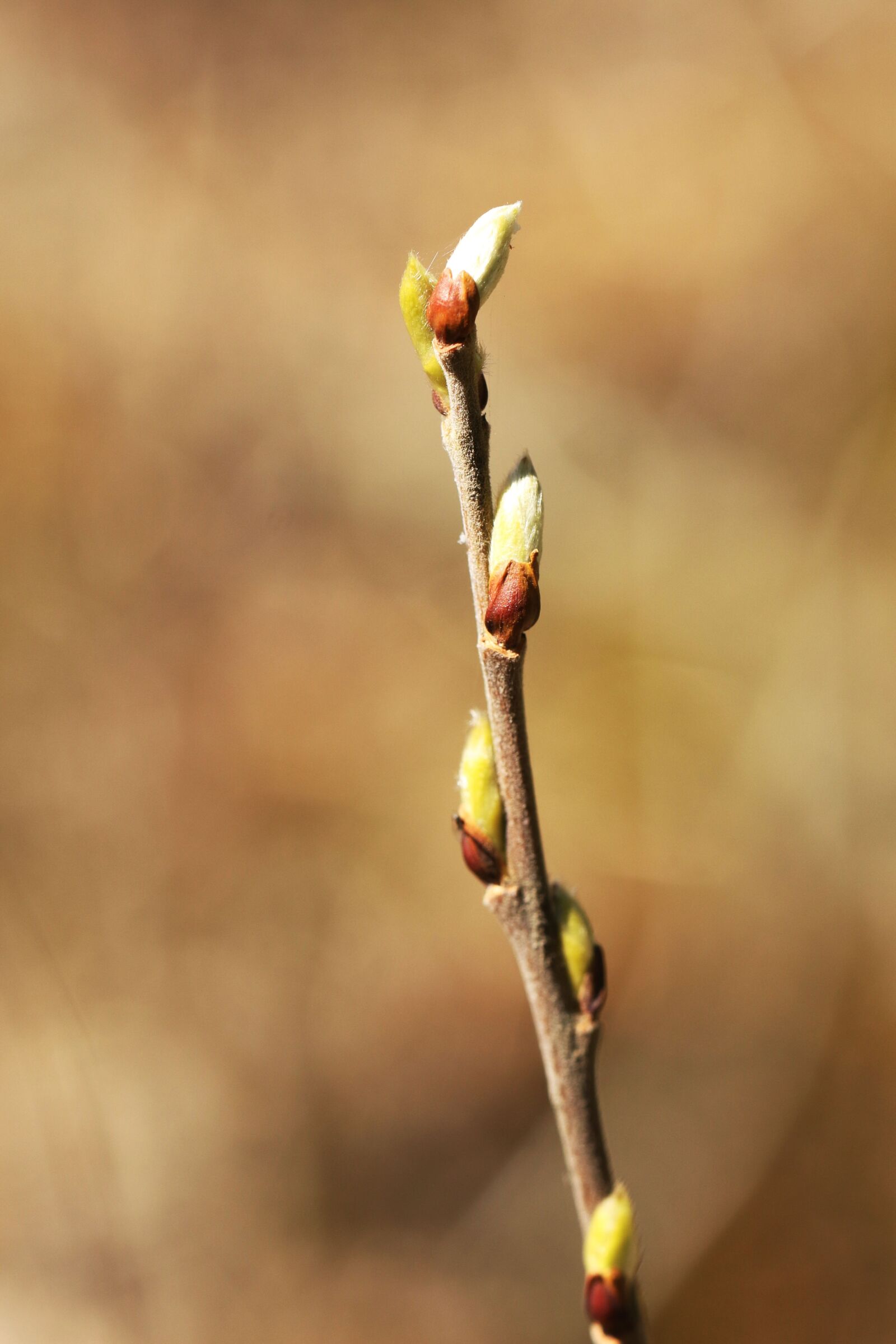 Canon EOS 7D Mark II + Canon EF 100mm F2.8L Macro IS USM sample photo. Branch, bud, nature photography