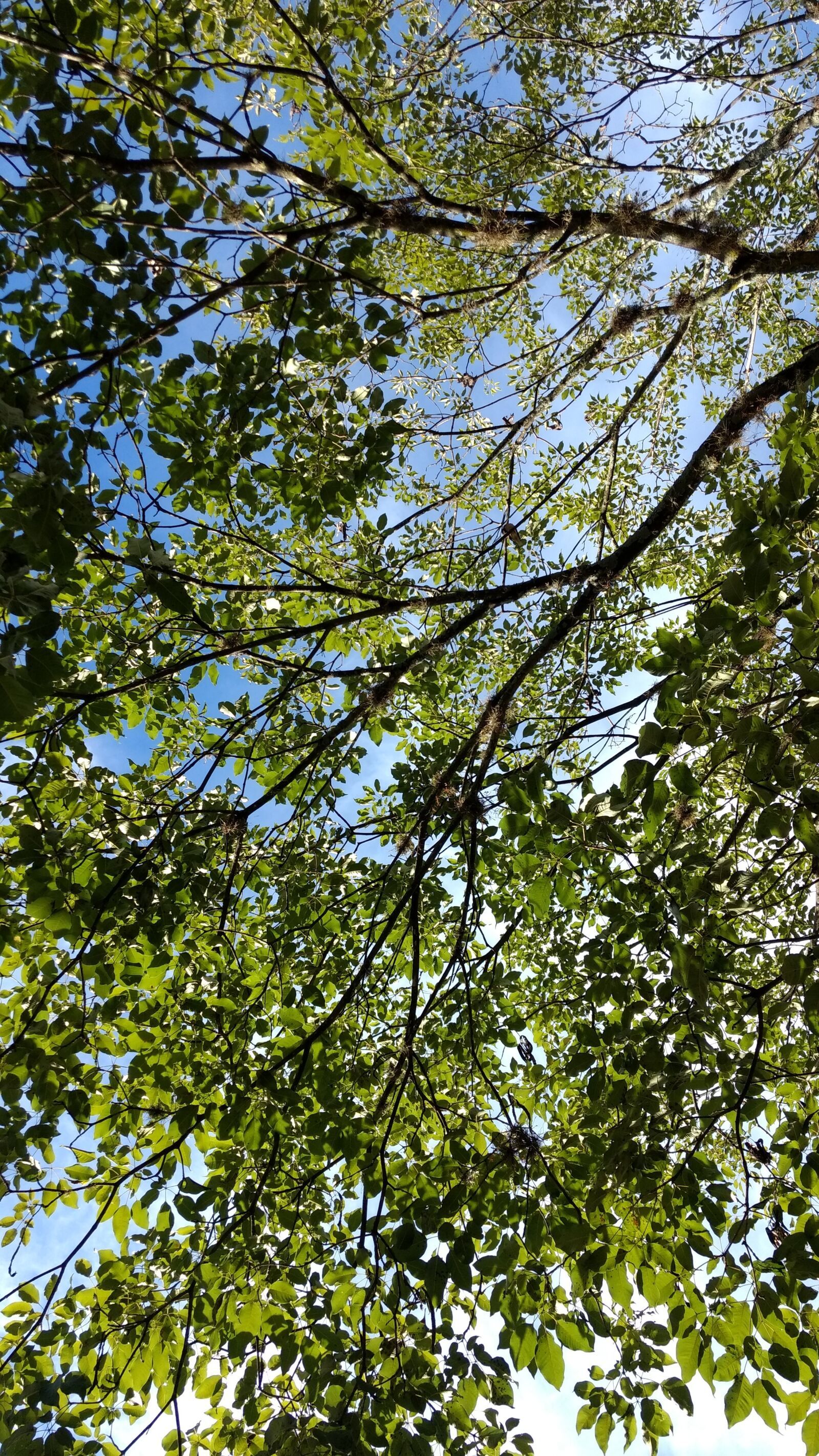 Motorola Moto G (4) sample photo. Tree, green, twigs photography