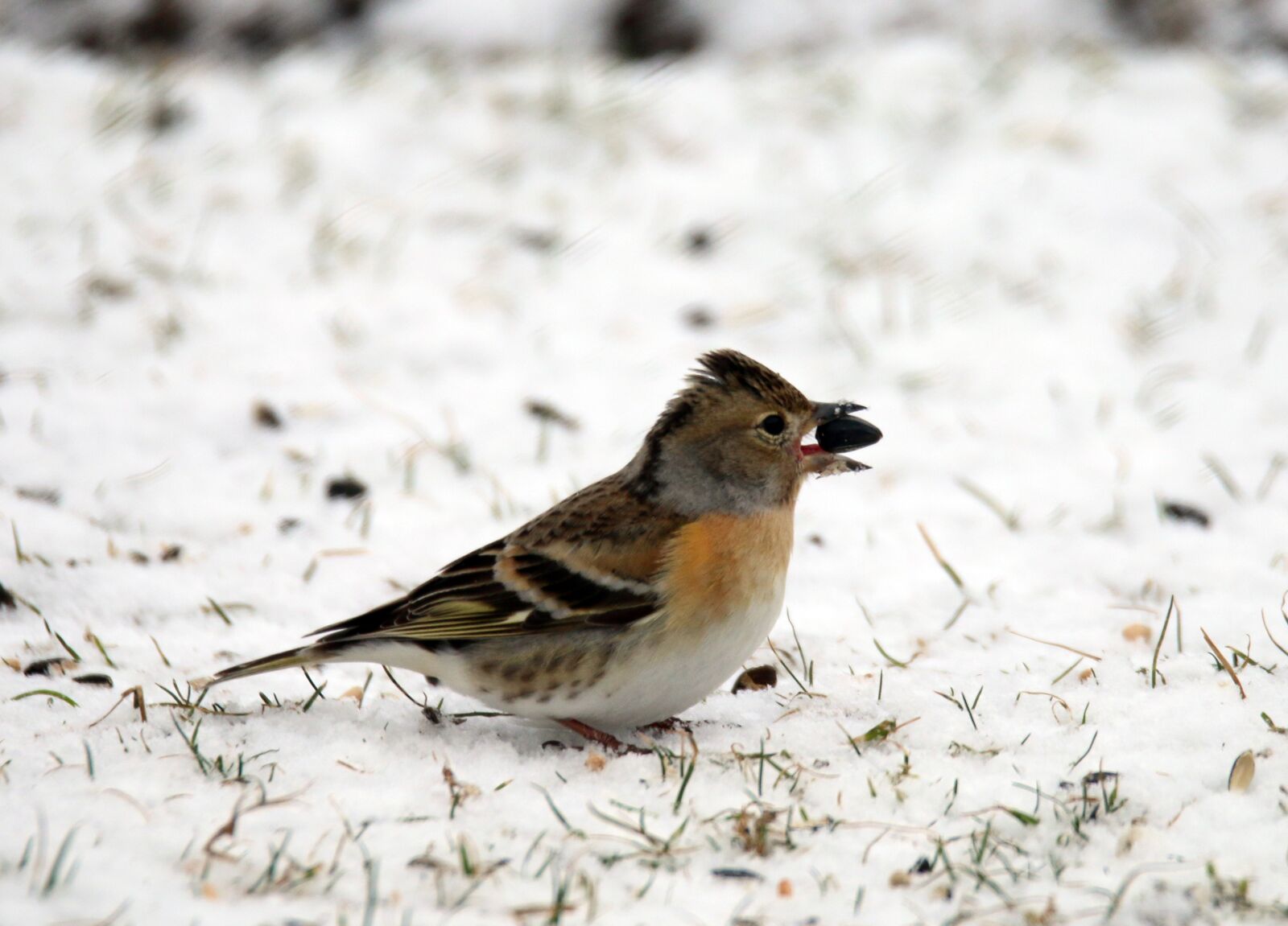 Canon EOS 70D sample photo. Bird, bill, plumage photography